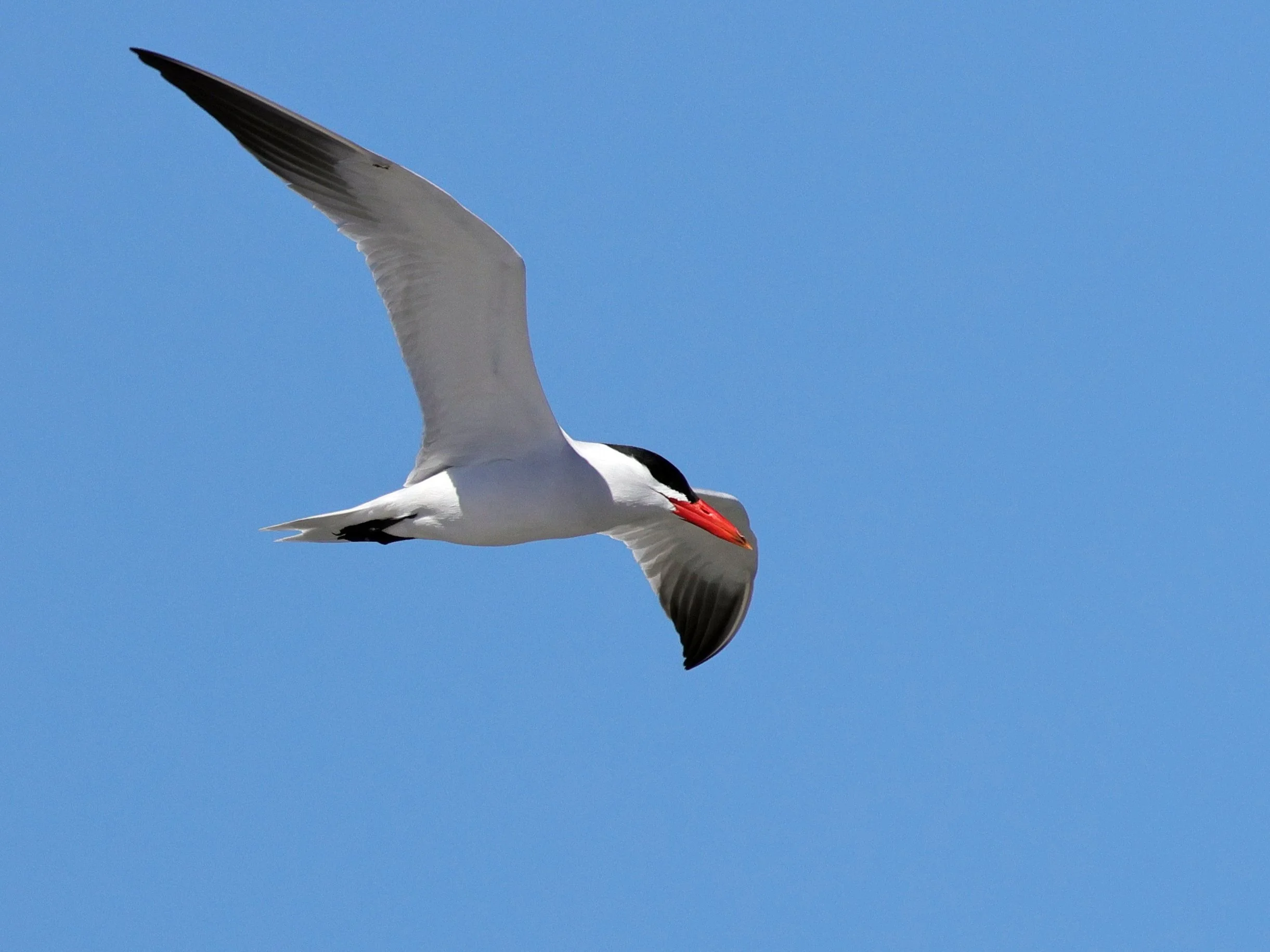 Spring Migration