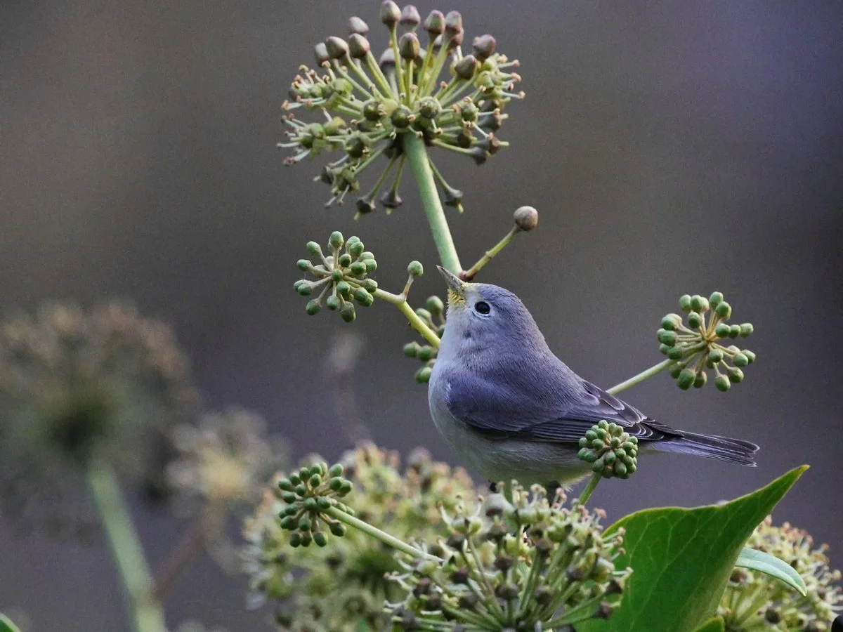 Christmas Bird Count - Fort Bragg