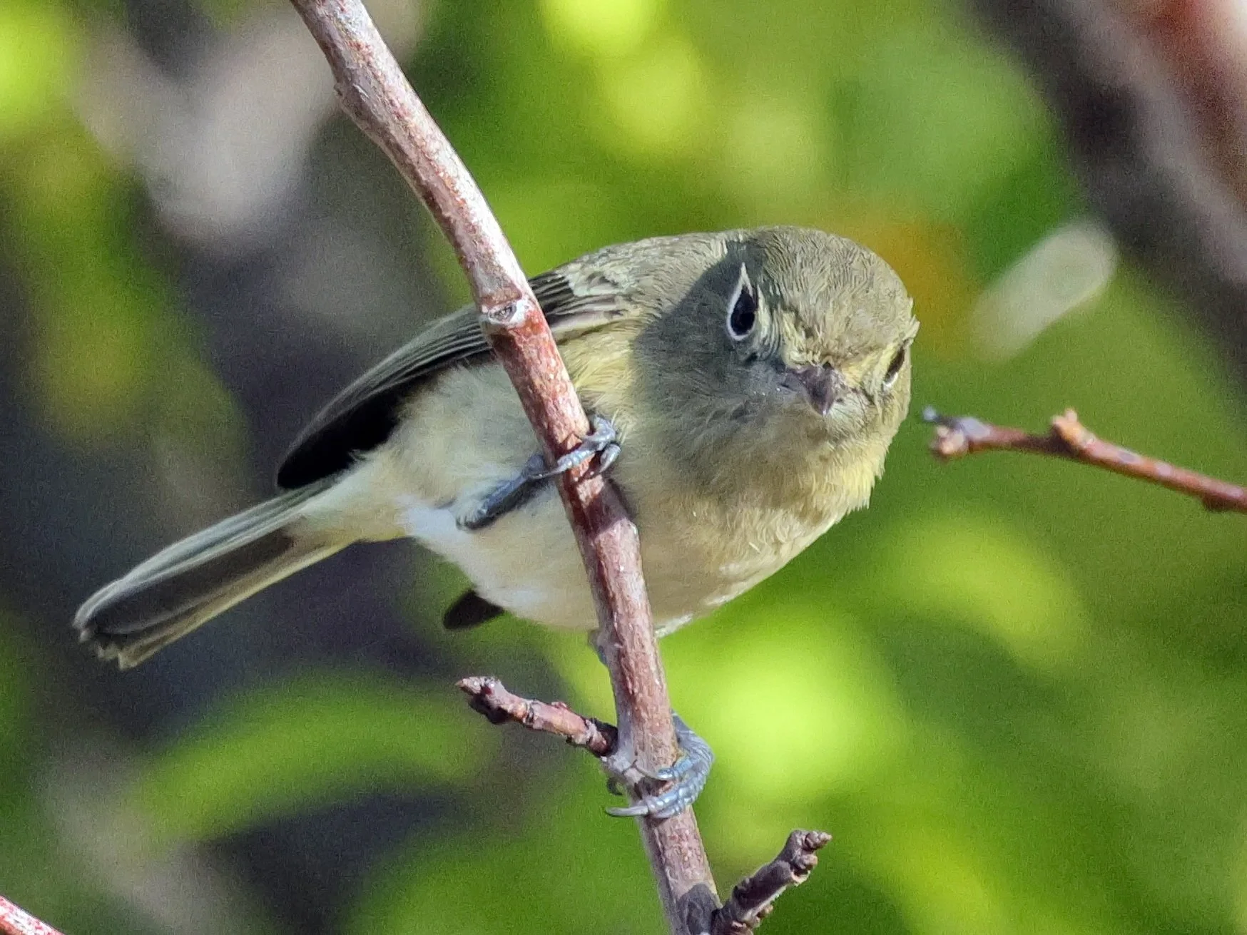 Mendocino Coast Audubon Society Meeting