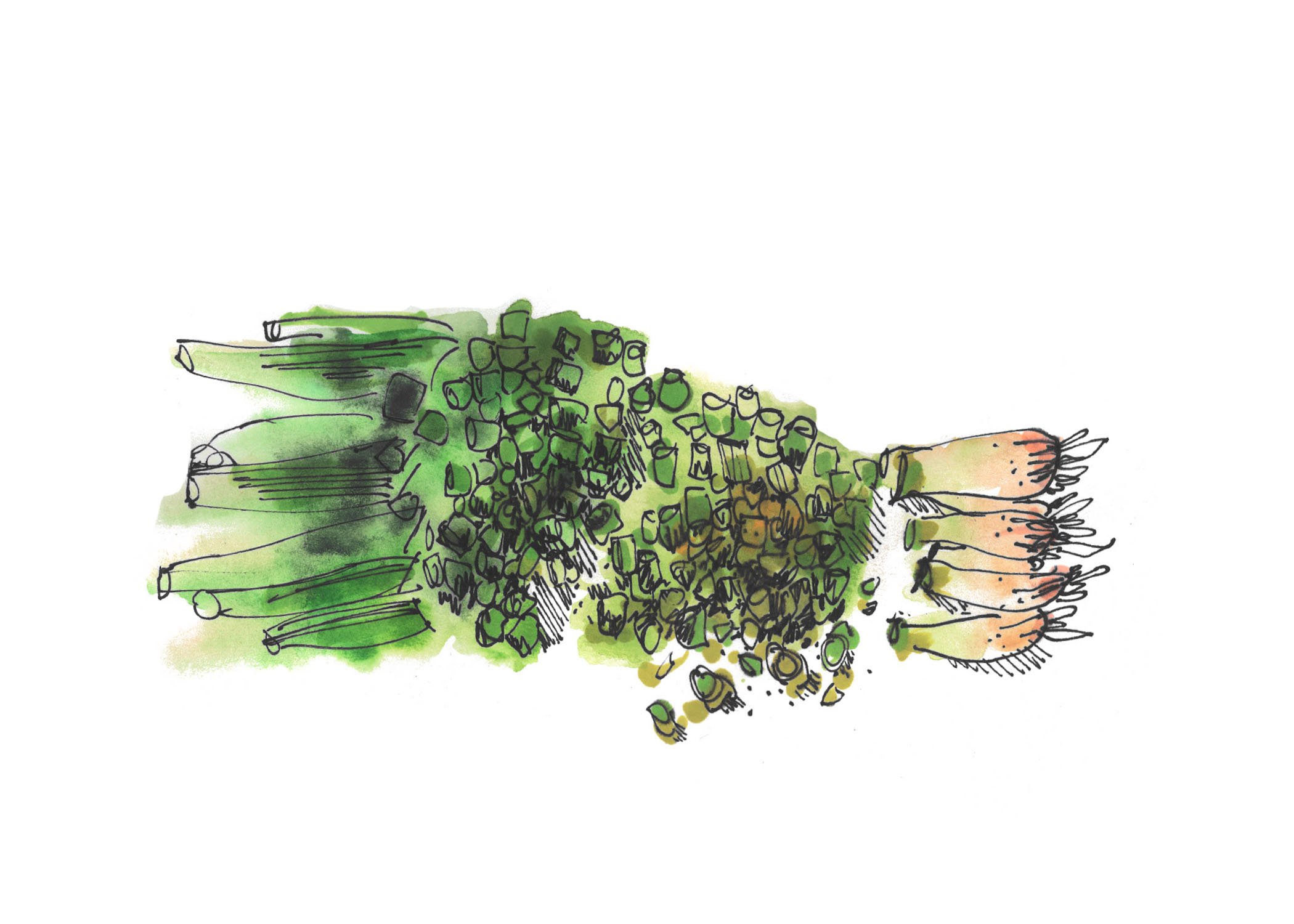 green onions.jpg