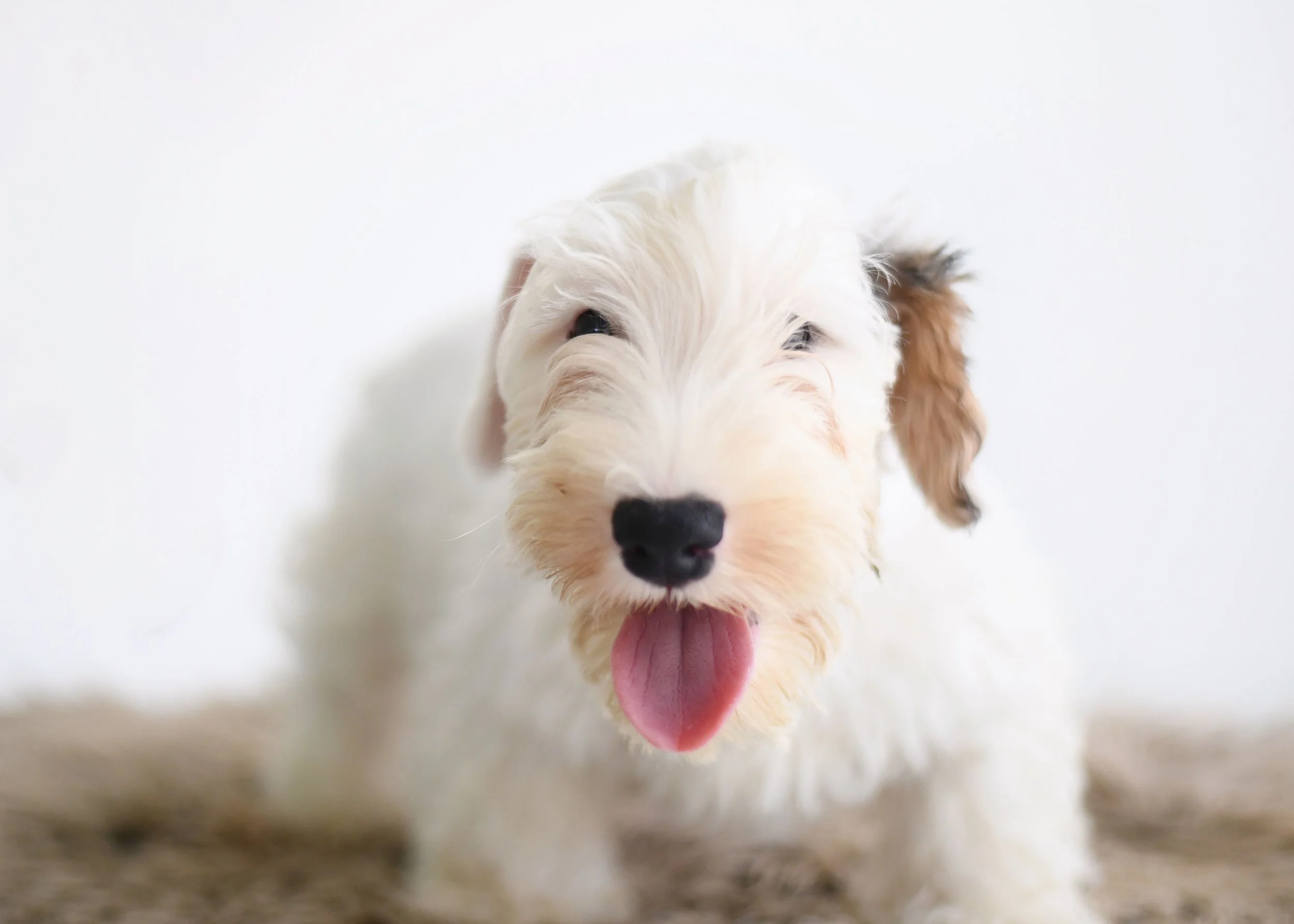 sealyham terrier puppy Finn
