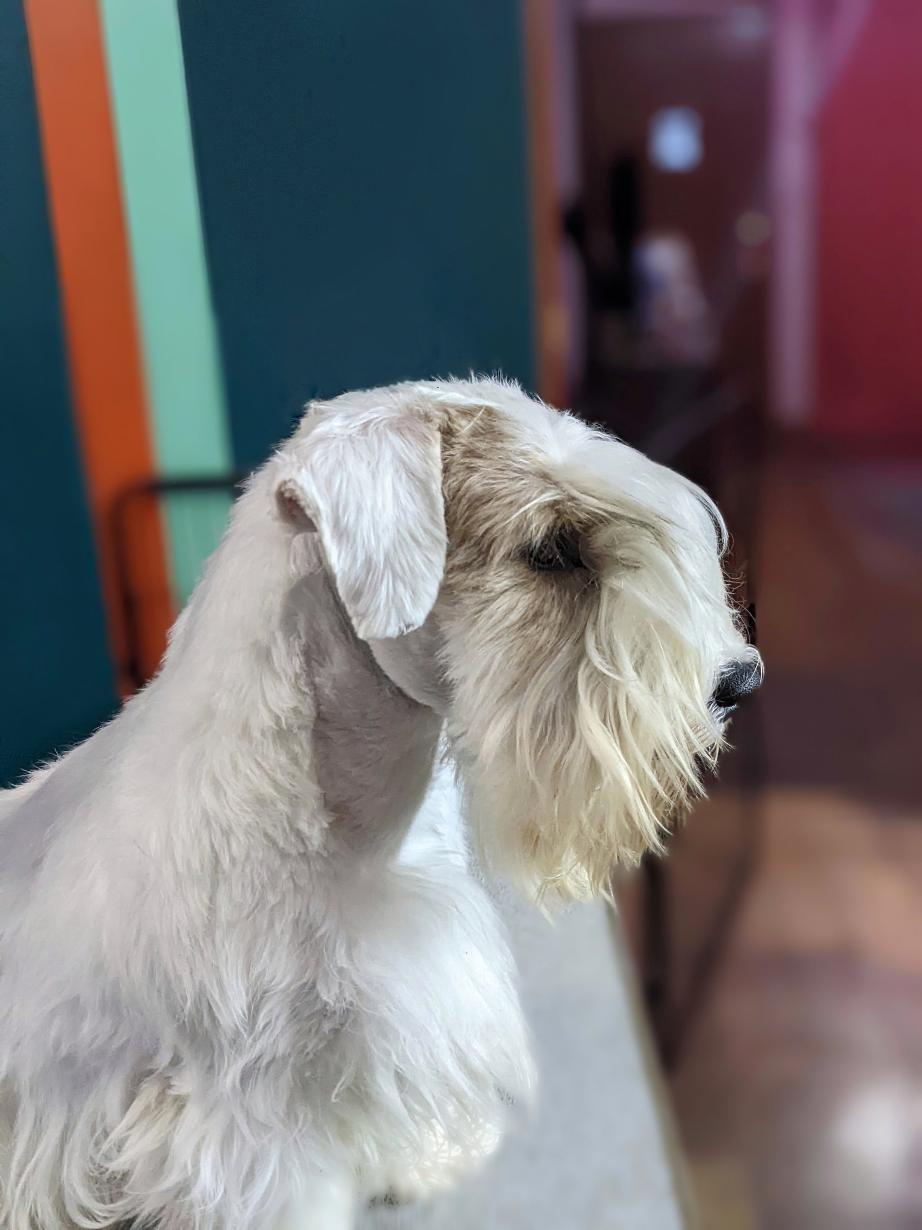 sealyham terrier bitches