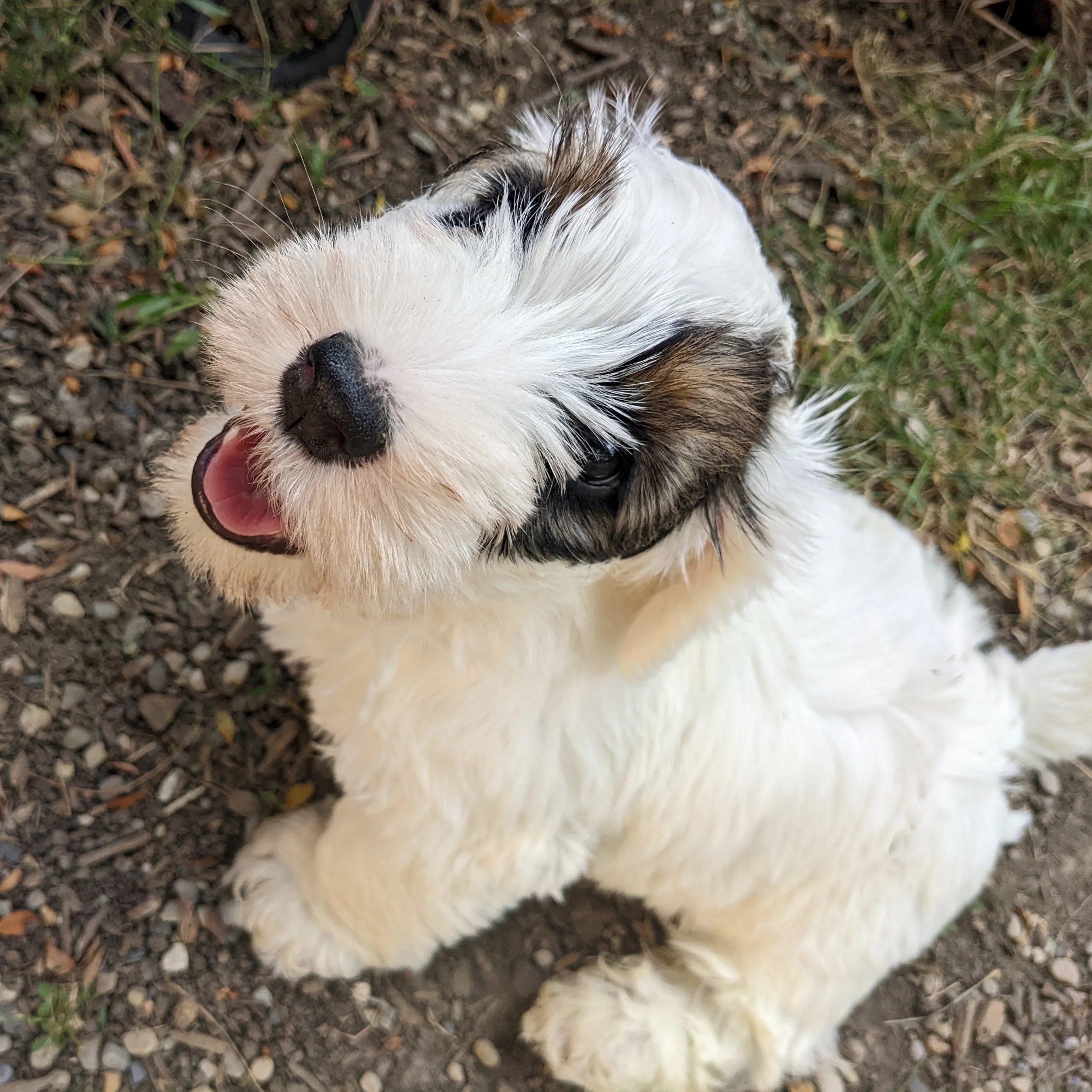 puppy sealyham terrier baci