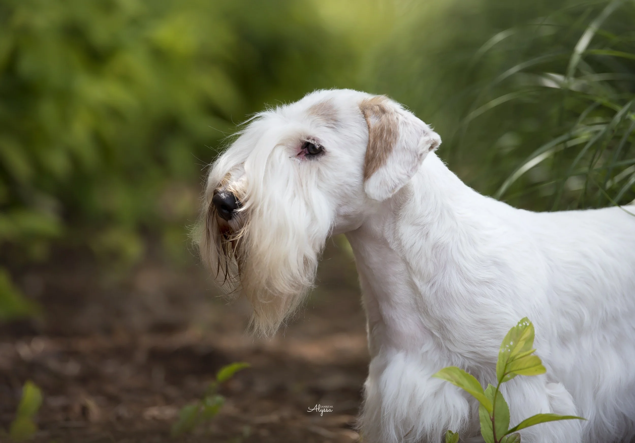 sealyham terrier dogs