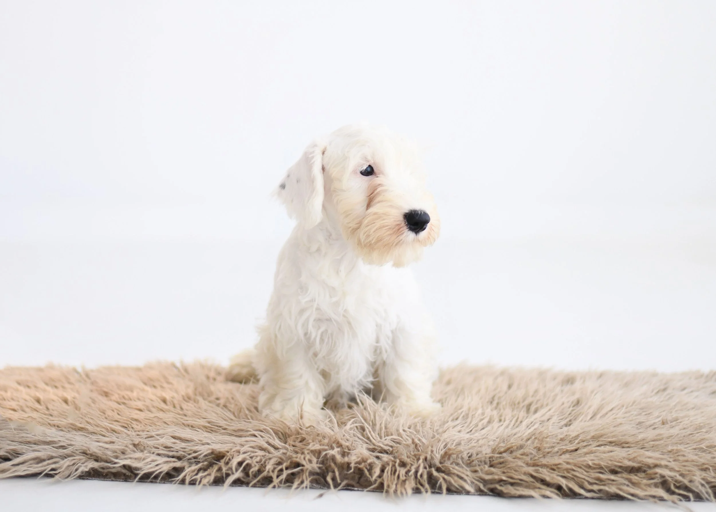 sealyham puppy polar