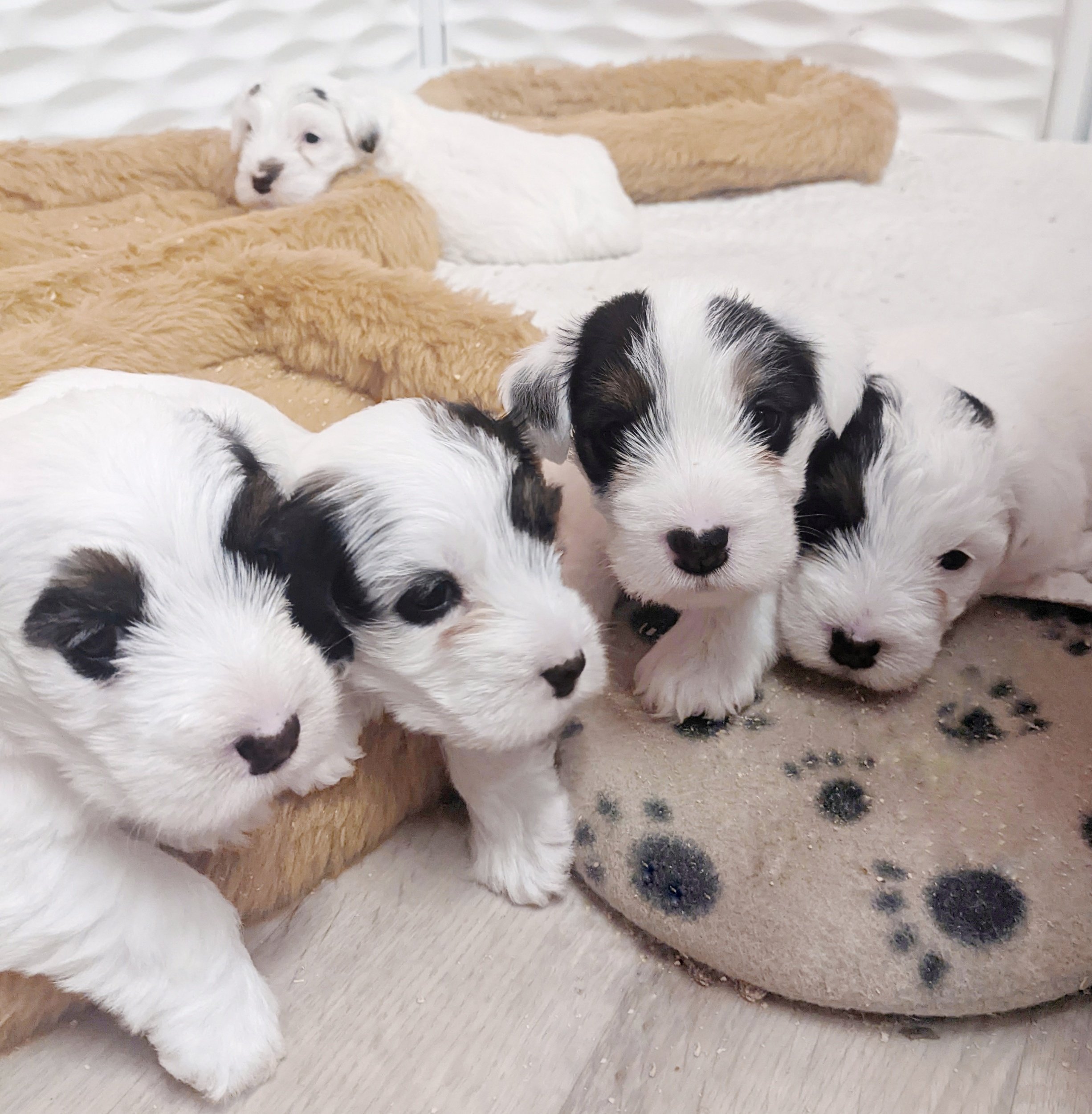 sealyham terrier puppies