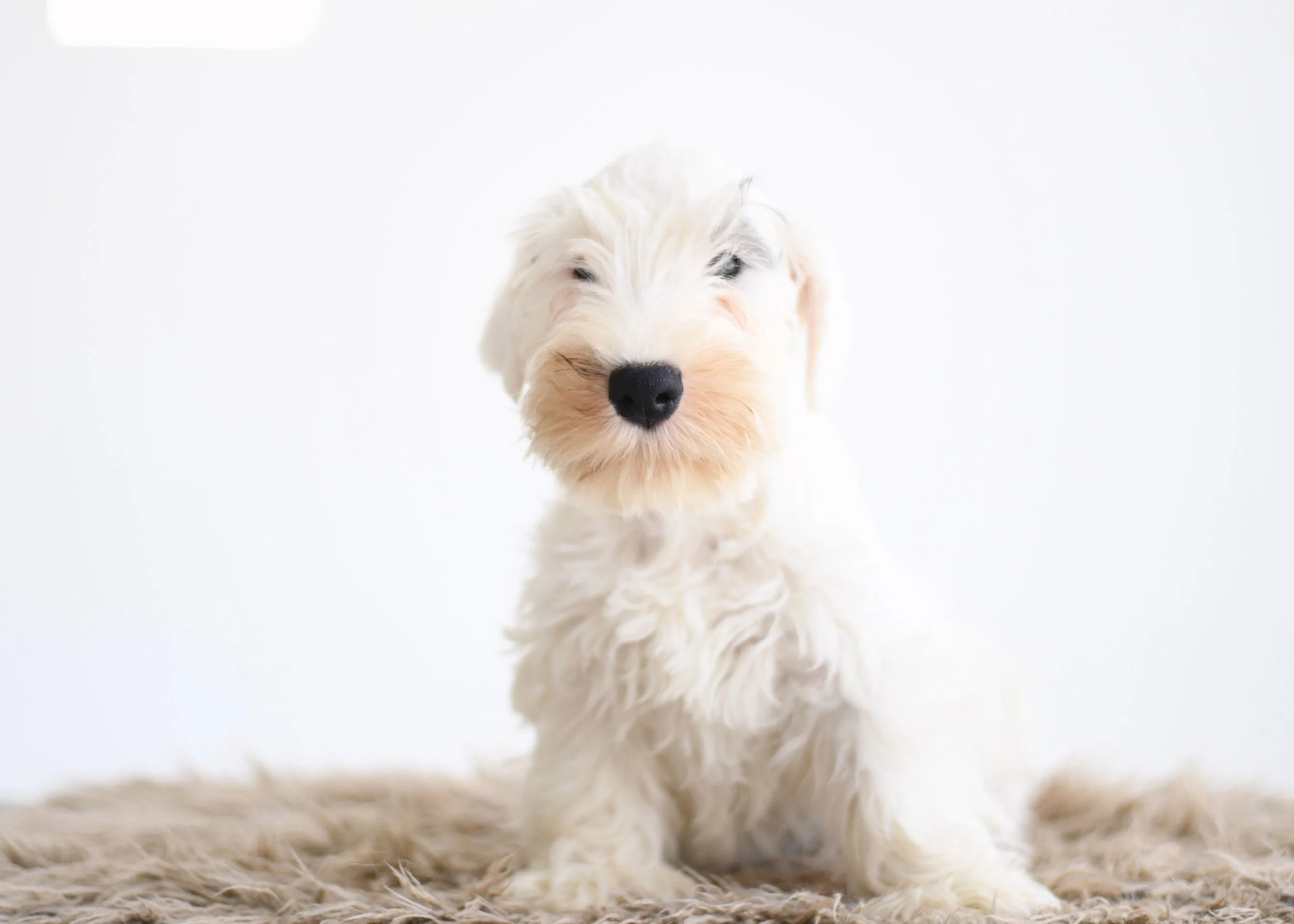 puppy sealyham terrier mags