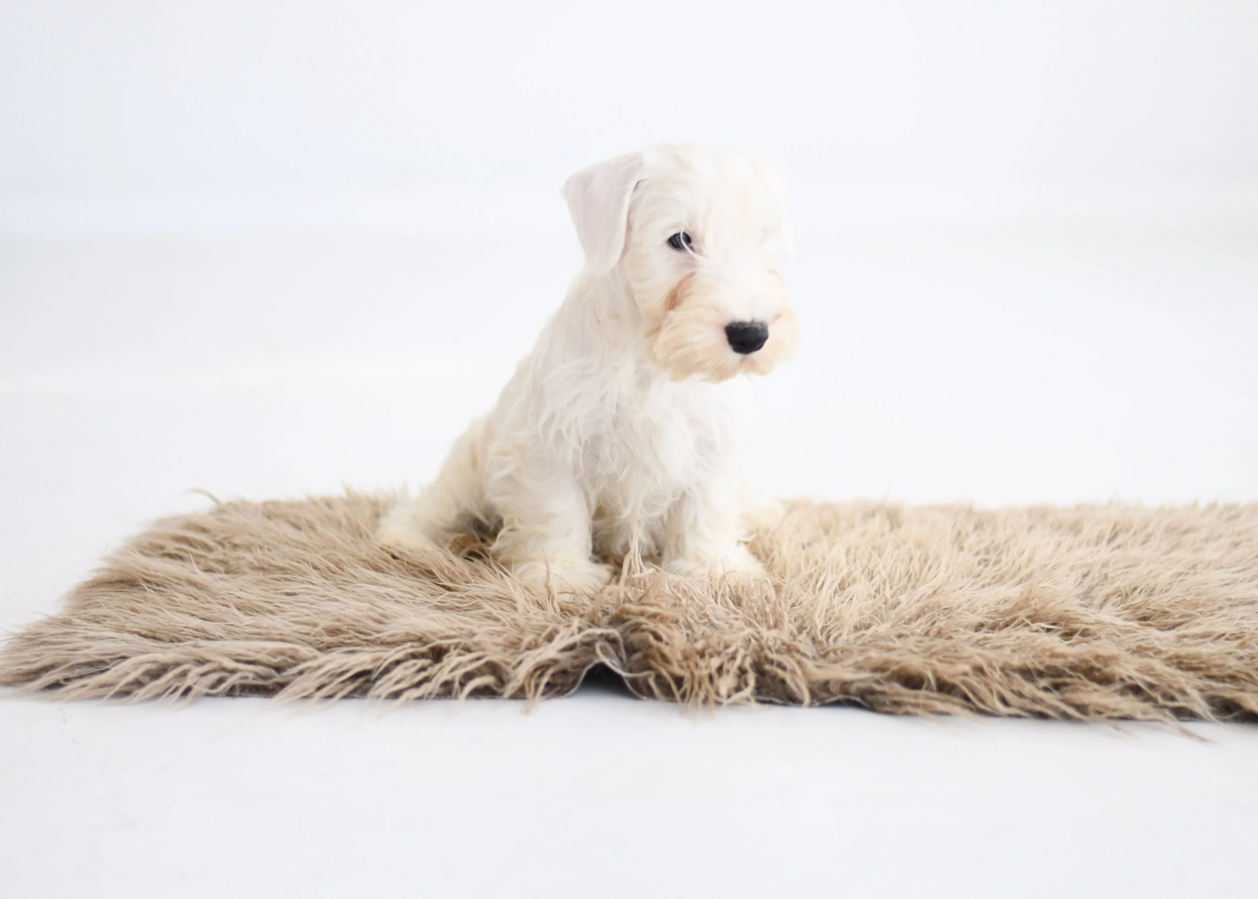 puppy sealyham terrier jellybean