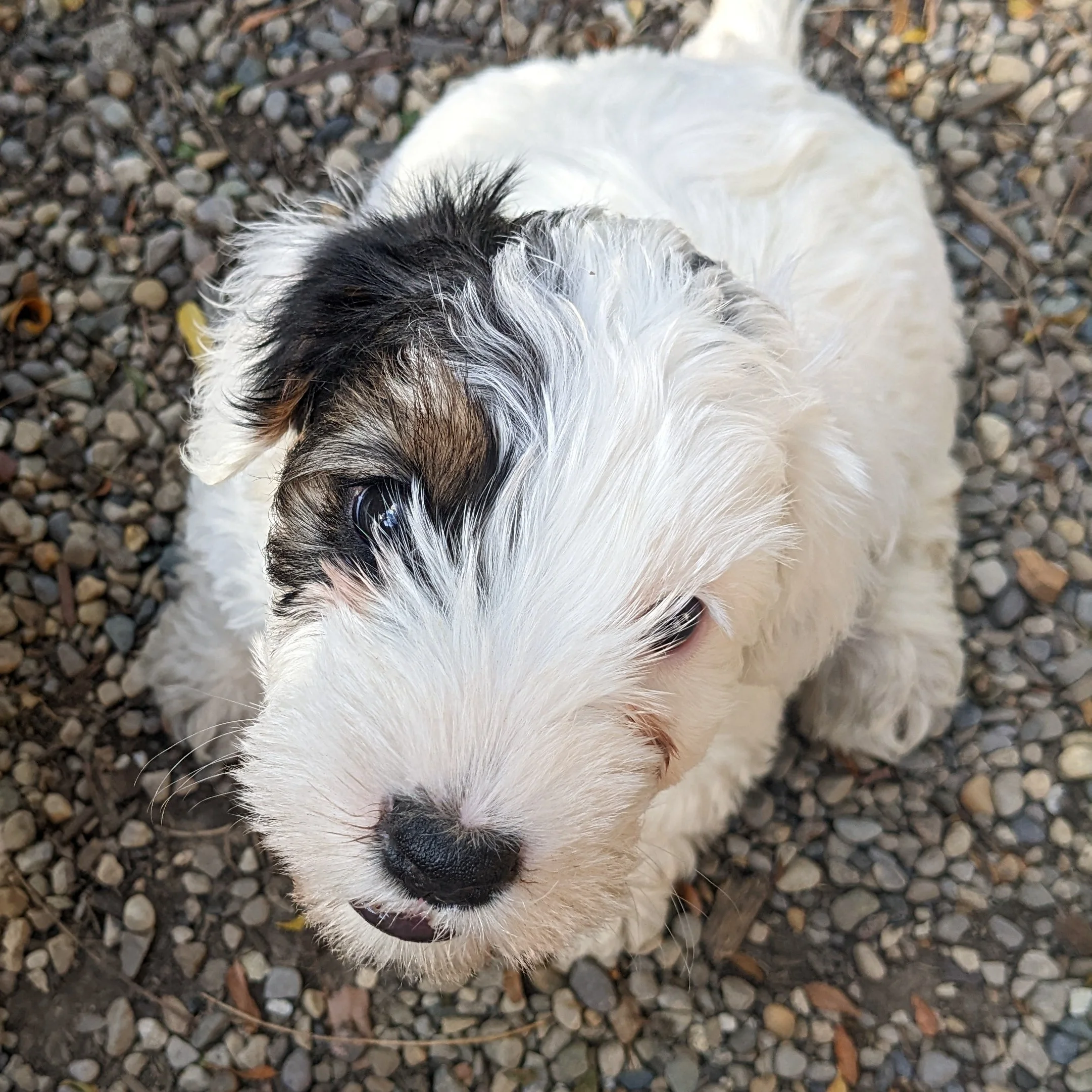 sealyham puppy Lilah