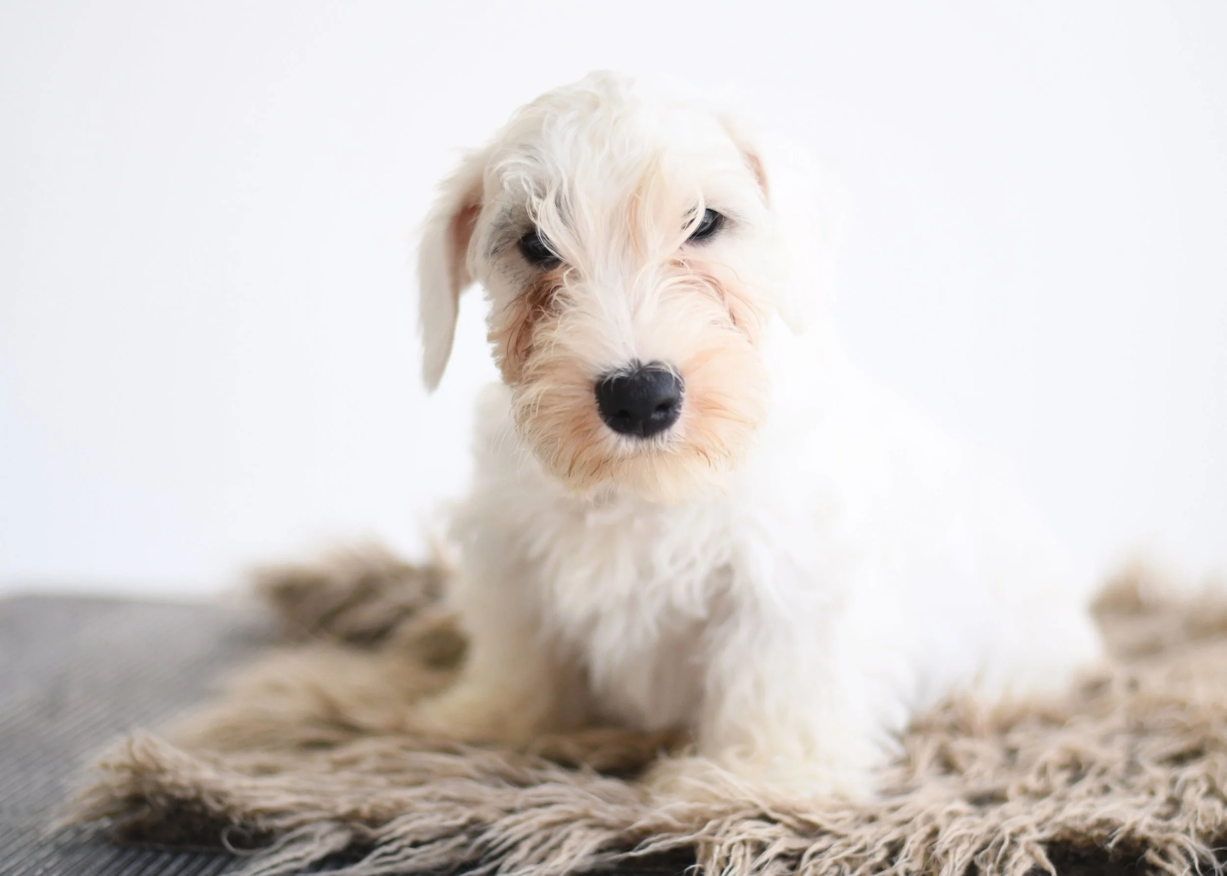 sealyham terrier puppy Milo