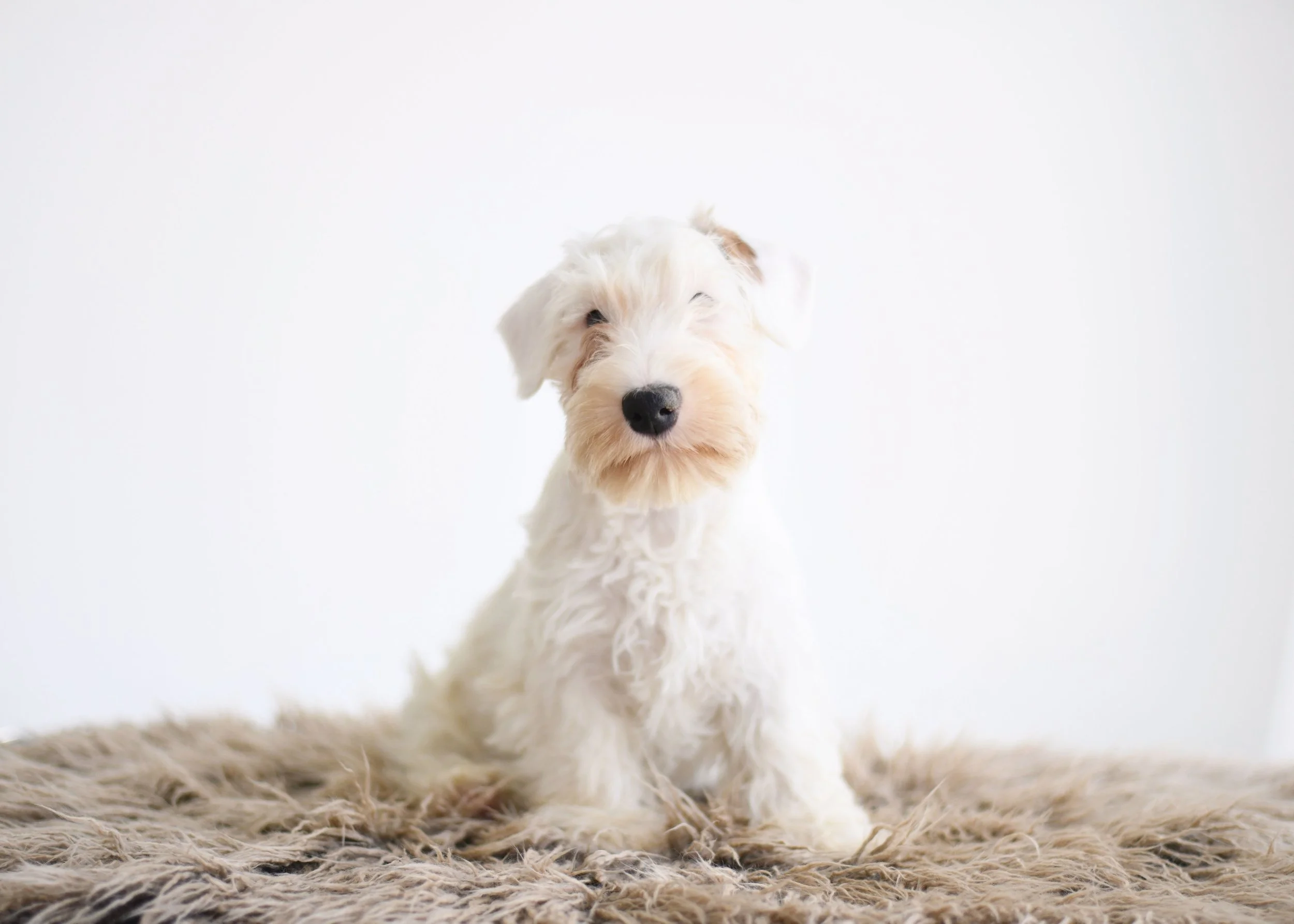 puppy sealyham terrier britney