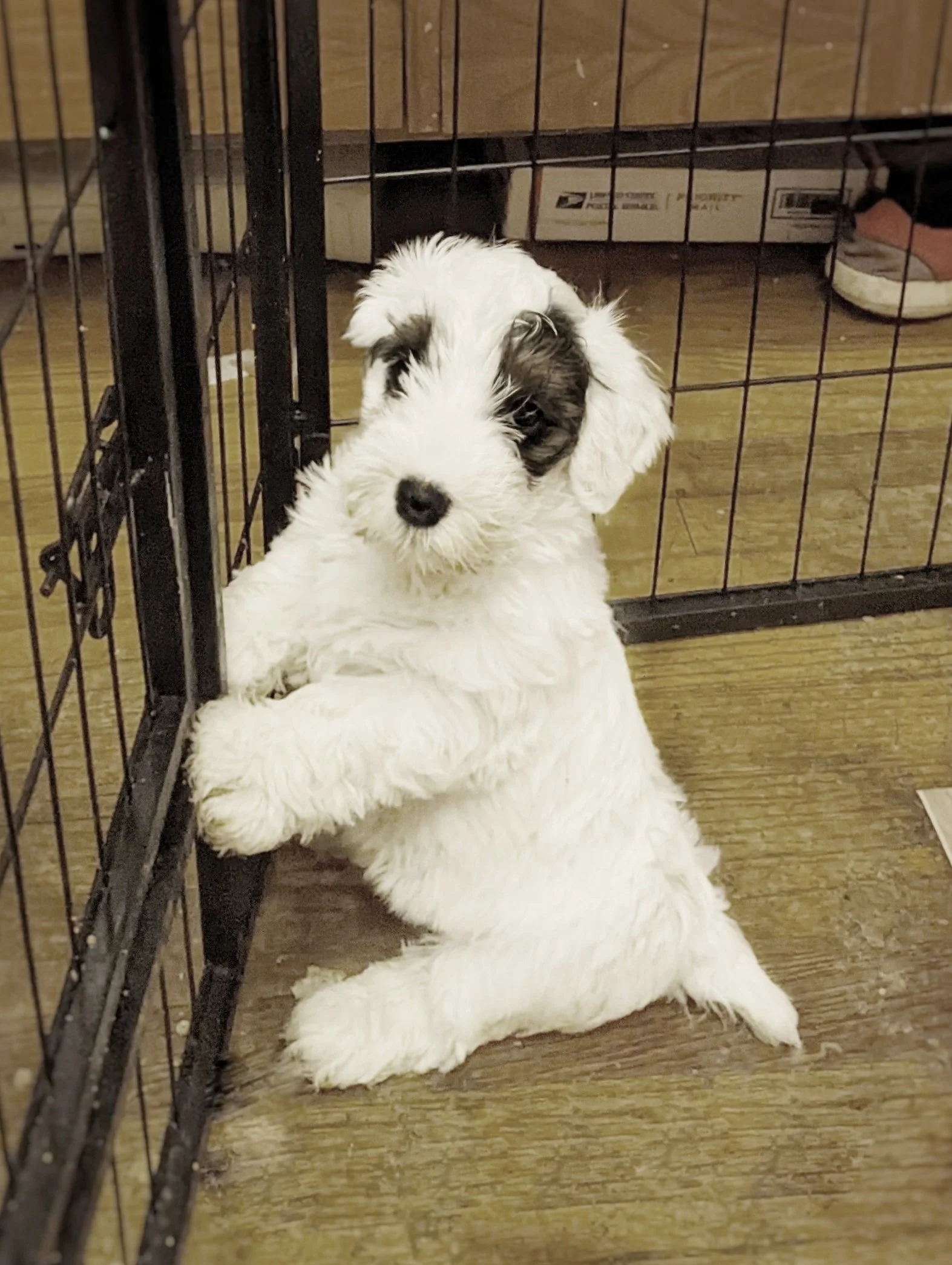 sealyham terrier puppy Baci