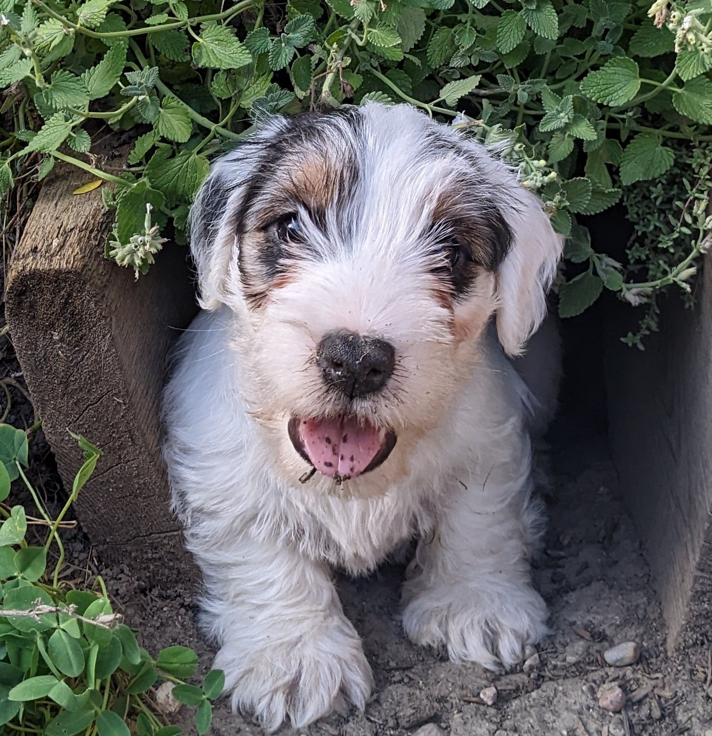 puppy sealyham terrier bugs