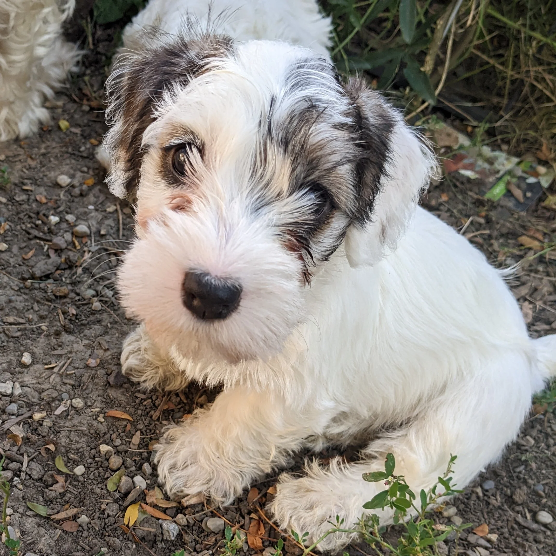 puppy sealyham terrier Bombon