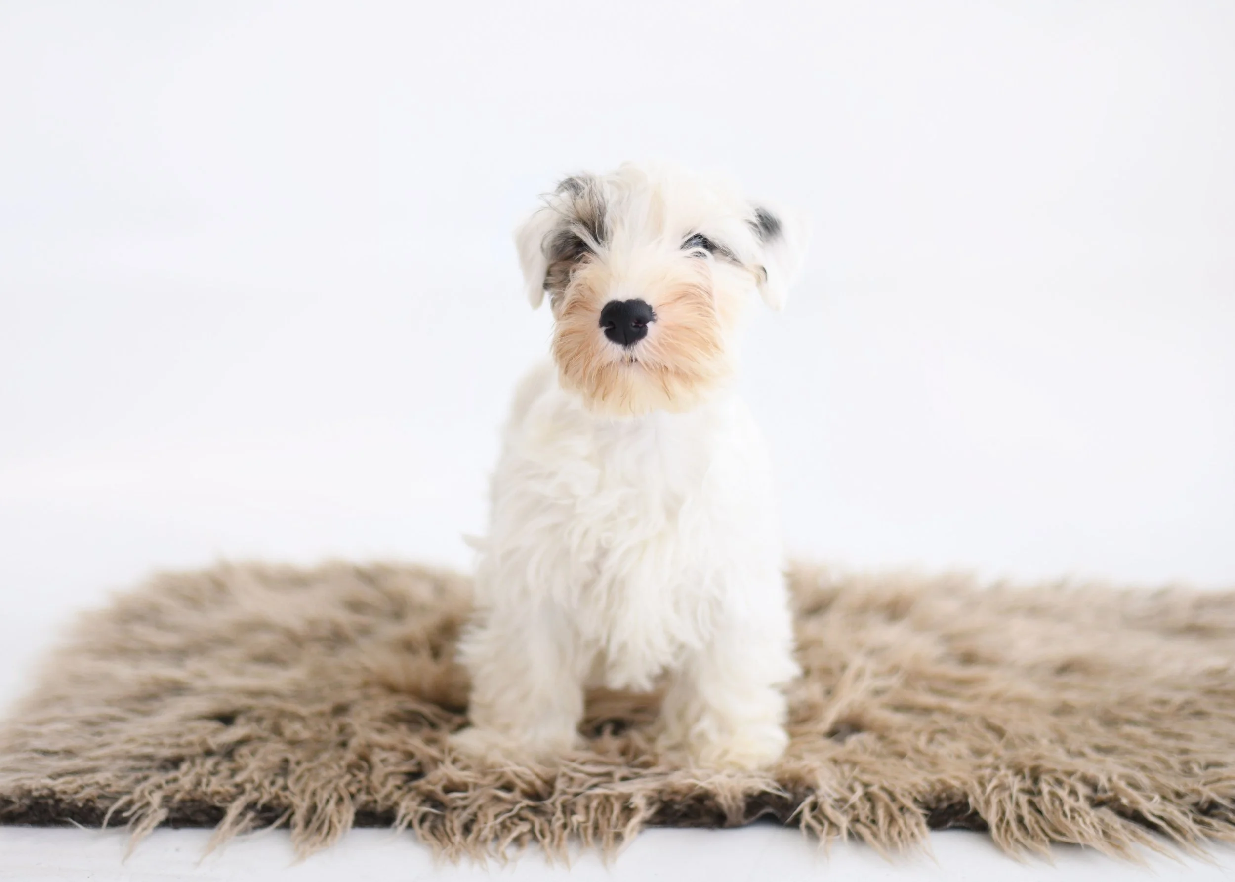 puppy sealyham terrier saffron