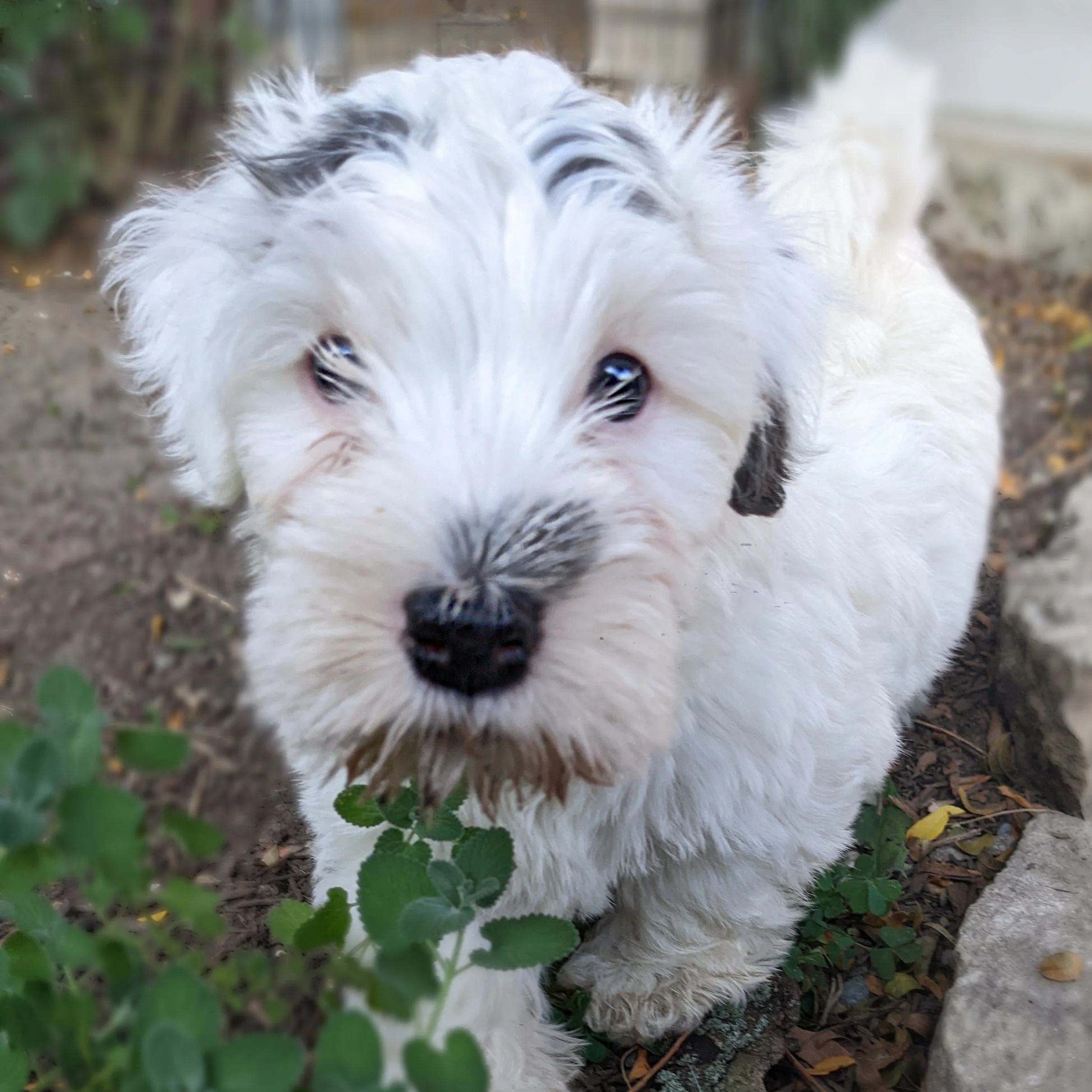puppy sealyham terrier Haley