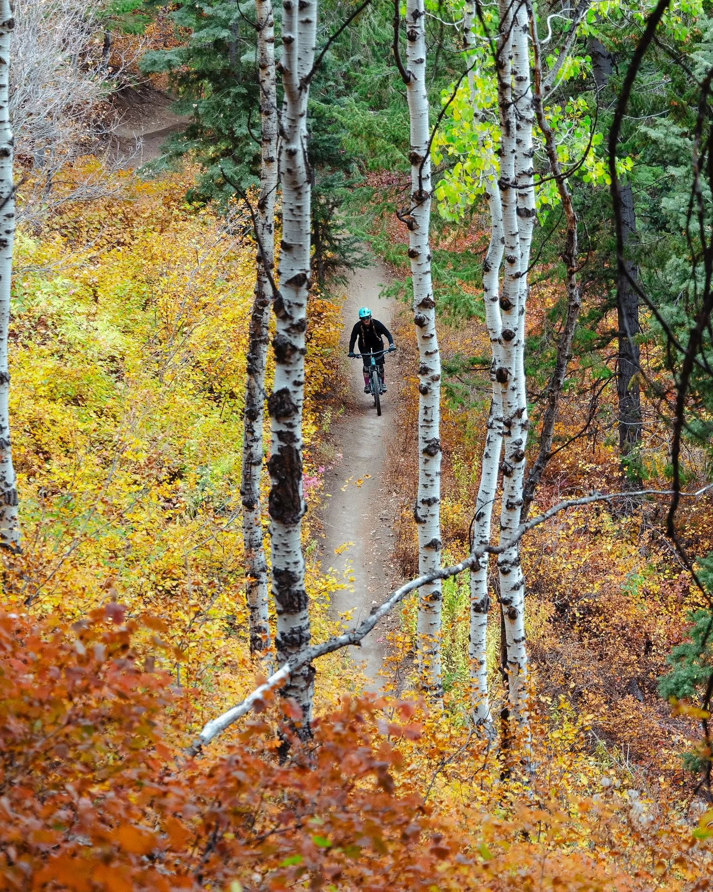 Peak leaf season hit Utah this week, so we took a quick break from chasing big game and hopped on the mountain bikes. Every color of fall made an appearance while hitting up the trails high in the Wasatch. Maybe the last ride of the season, hopefully
