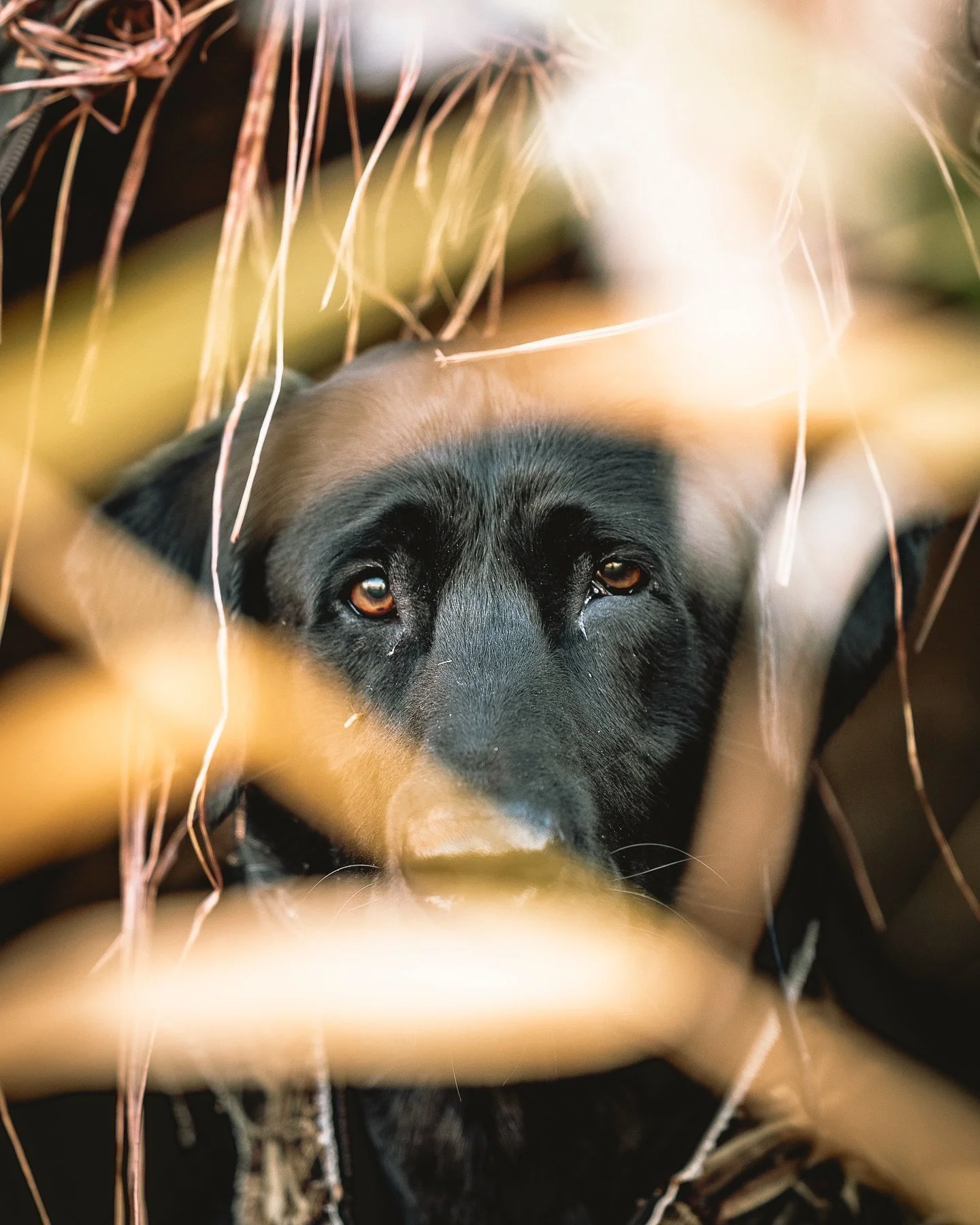 Headed out this weekend hoping to fill my swan tag, but the birds weren't cooperating with the gorgeous weather. Still managed to catch a stunning sunset and hung with a super well-trained lab.