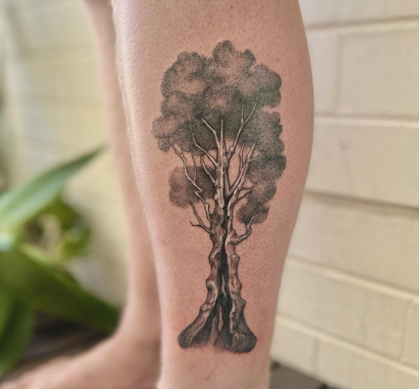 Tingle tree for Glenn 🙏🌳! 
made at @wa.ink.tattoo 

.
.
.
.
#perthtattoo#perthtattooartists#perthtattooartist#finelinetattooperth#flowertattooperth#tingletree
