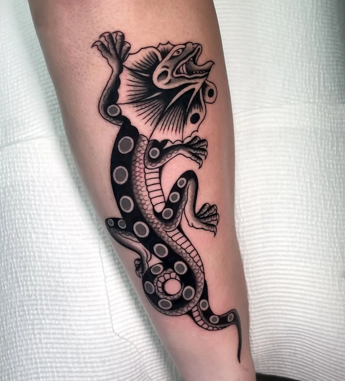 Frill neck made today at @wa.ink.tattoo ★ ☆ ★ thanks again Dylan!