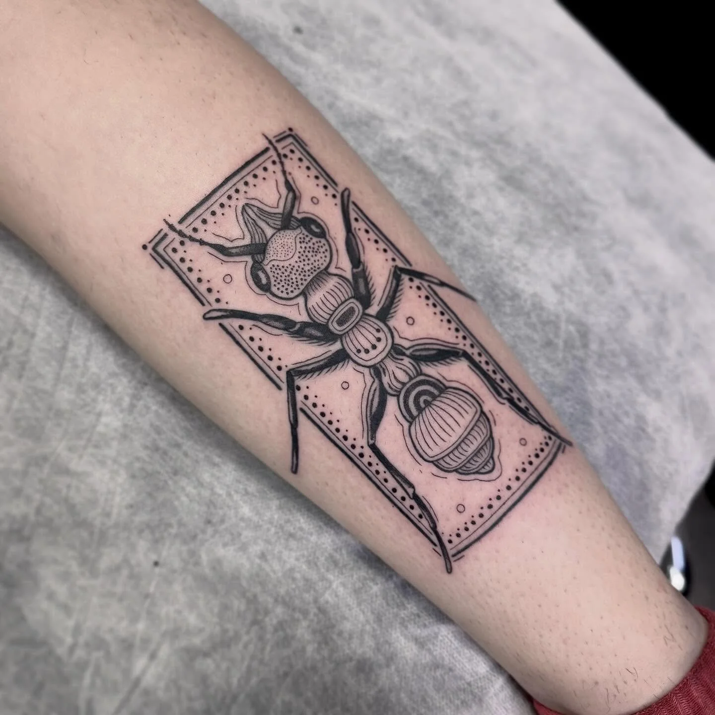 Bull Ant for Amelia 🖤 🐜 
DM or email hayliefarrell@icloud.com to book in 💌
Located - 📍 @wa.ink.tattoo