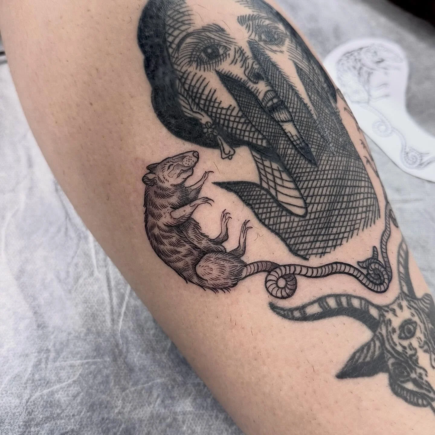 Lil Rat gap filler for Risa 🐀🖤 
This was so fun thank you!!! 
Existing tattoos not by me but super cool, love a spooky tat 🙌
Bookings via DM or email hayliefarrell@icloud.com
Located - 📍 @wa.ink.tattoo in Fremantle