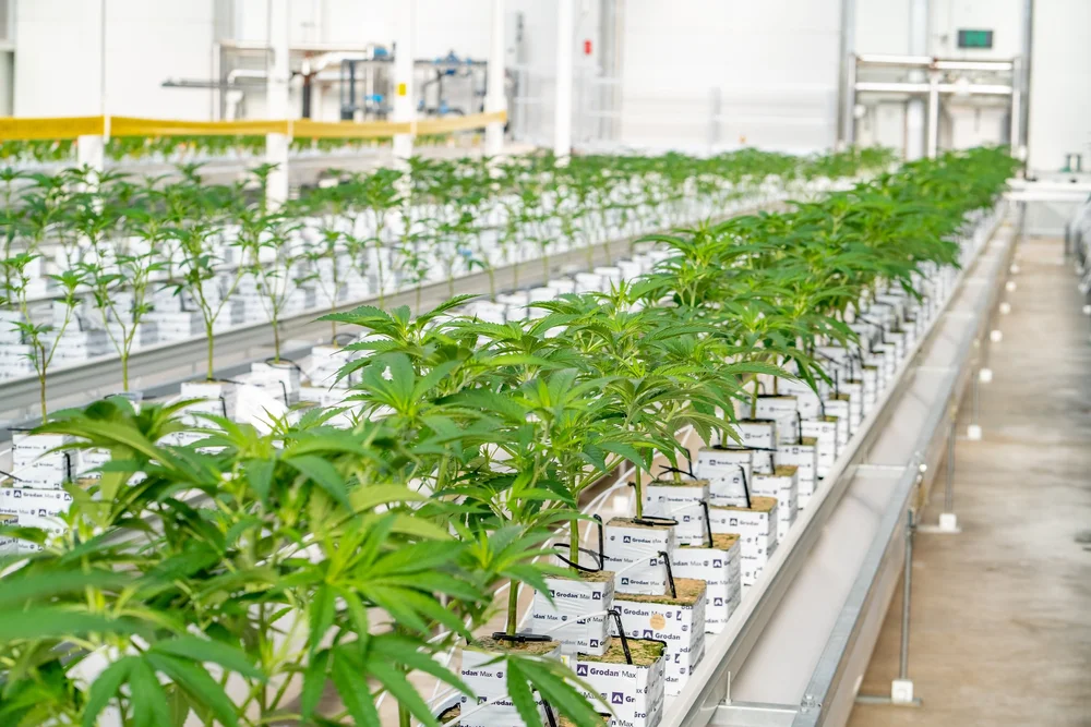 Videos — Cann Group