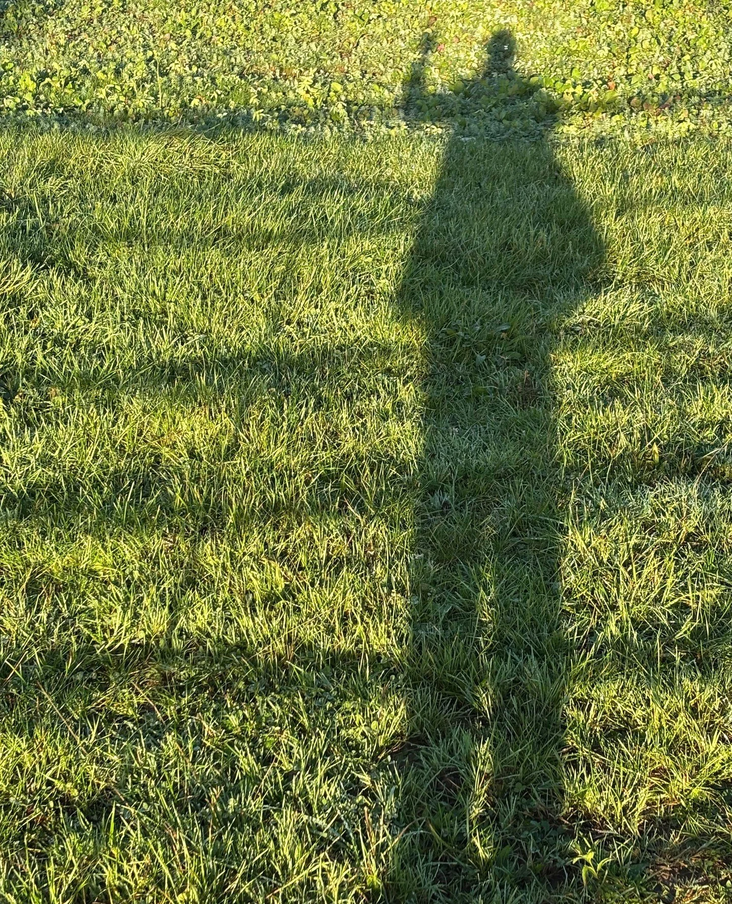 Waving in the field on a beautiful Dorset sunny Sunday morning