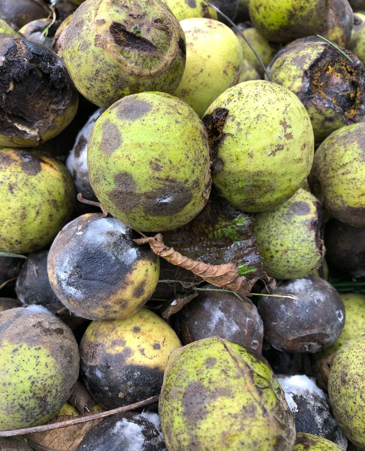 Each autumn I forage black walnut hulls along Walnut Avenue in Dorset, gathering them when their pigment is at its richest. Most are found scattered on the ground &ndash; some still bright green, others softened and darkened as they begin to decay. I