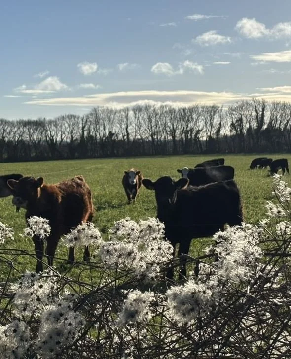 What a wonderful sight this afternoon in the field!