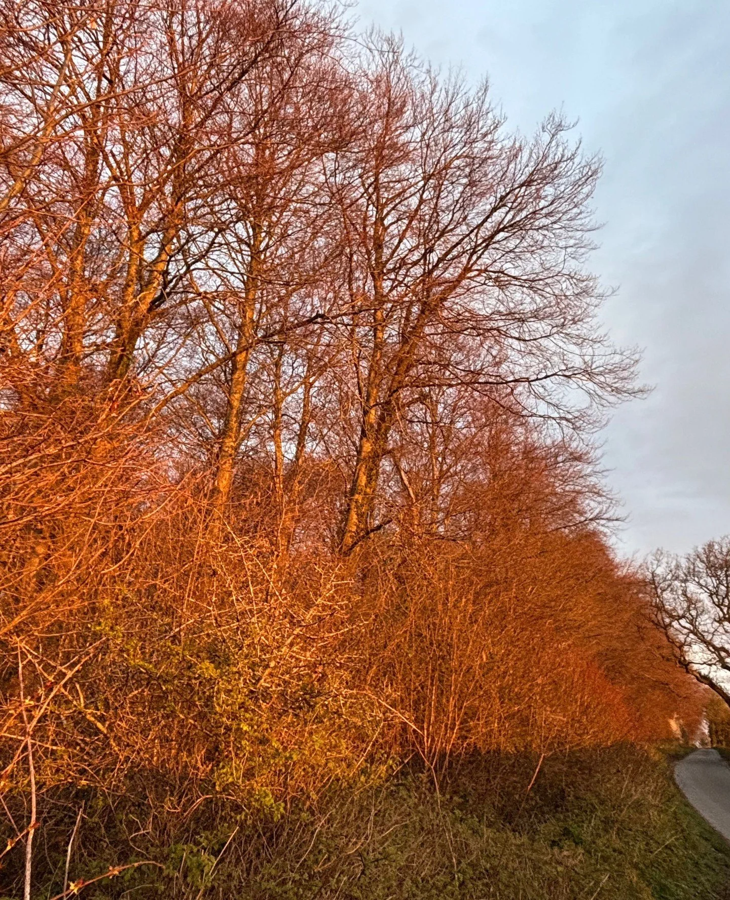 Beautiful burnished light, just for a moment early this morning.