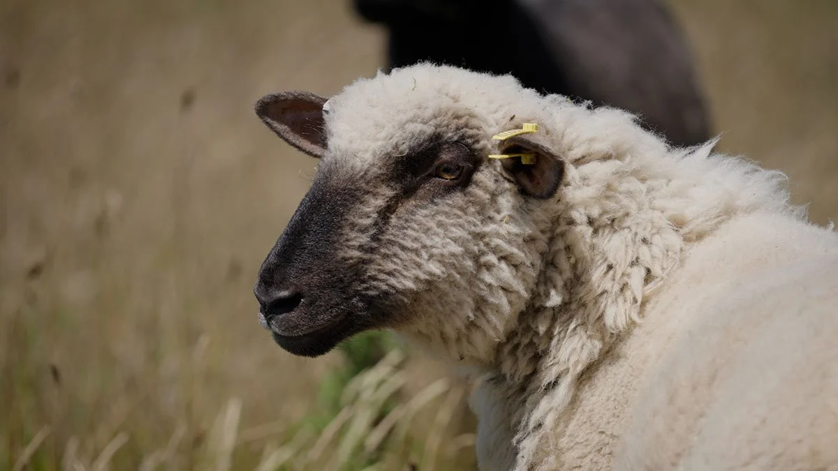 organic Dorset Down sheep.jpg