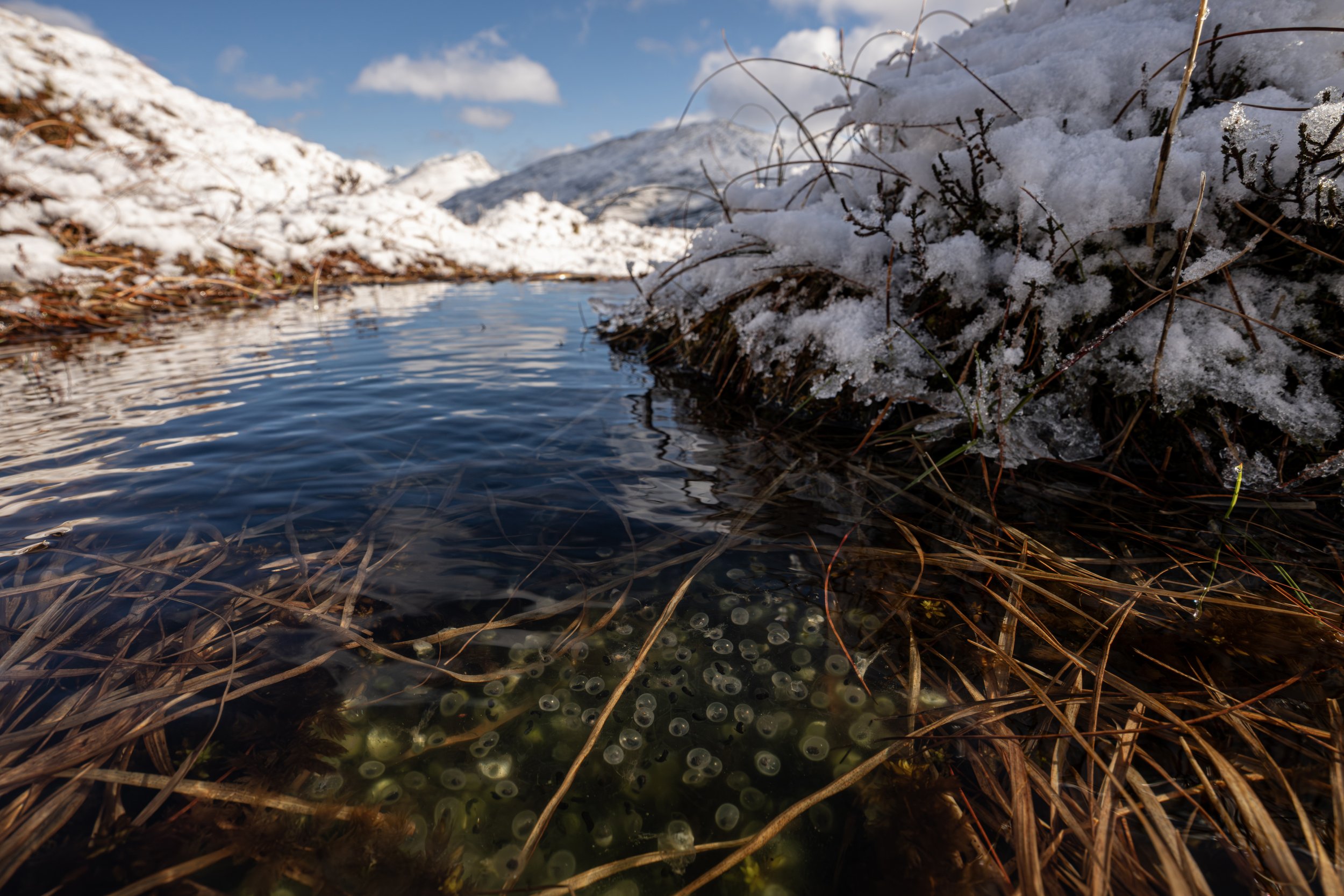 Mountain frogspawn
