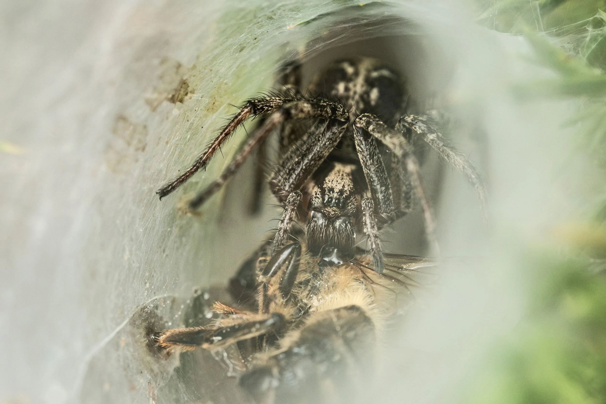 Lace web spider and lunch