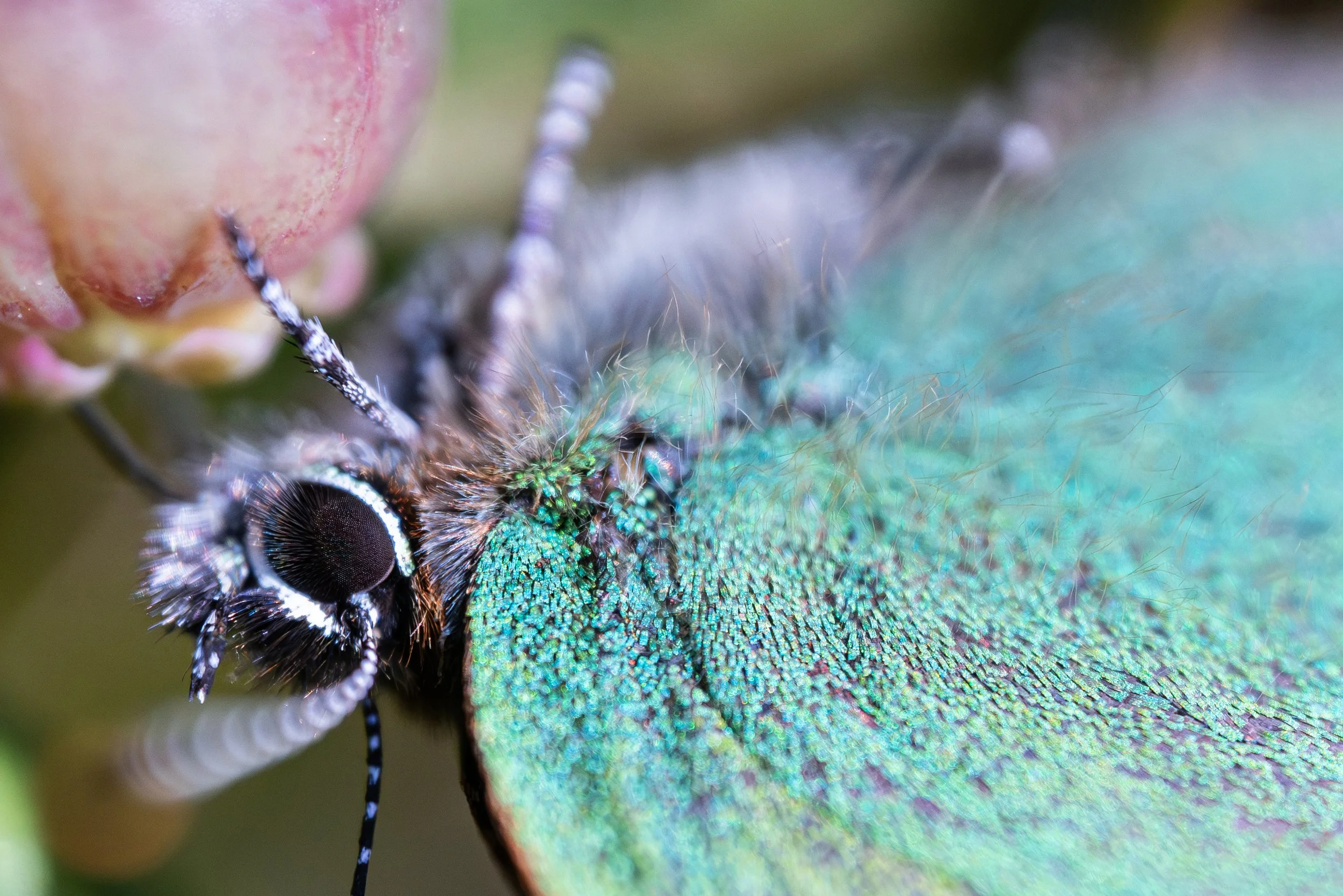 Green Hairstreak