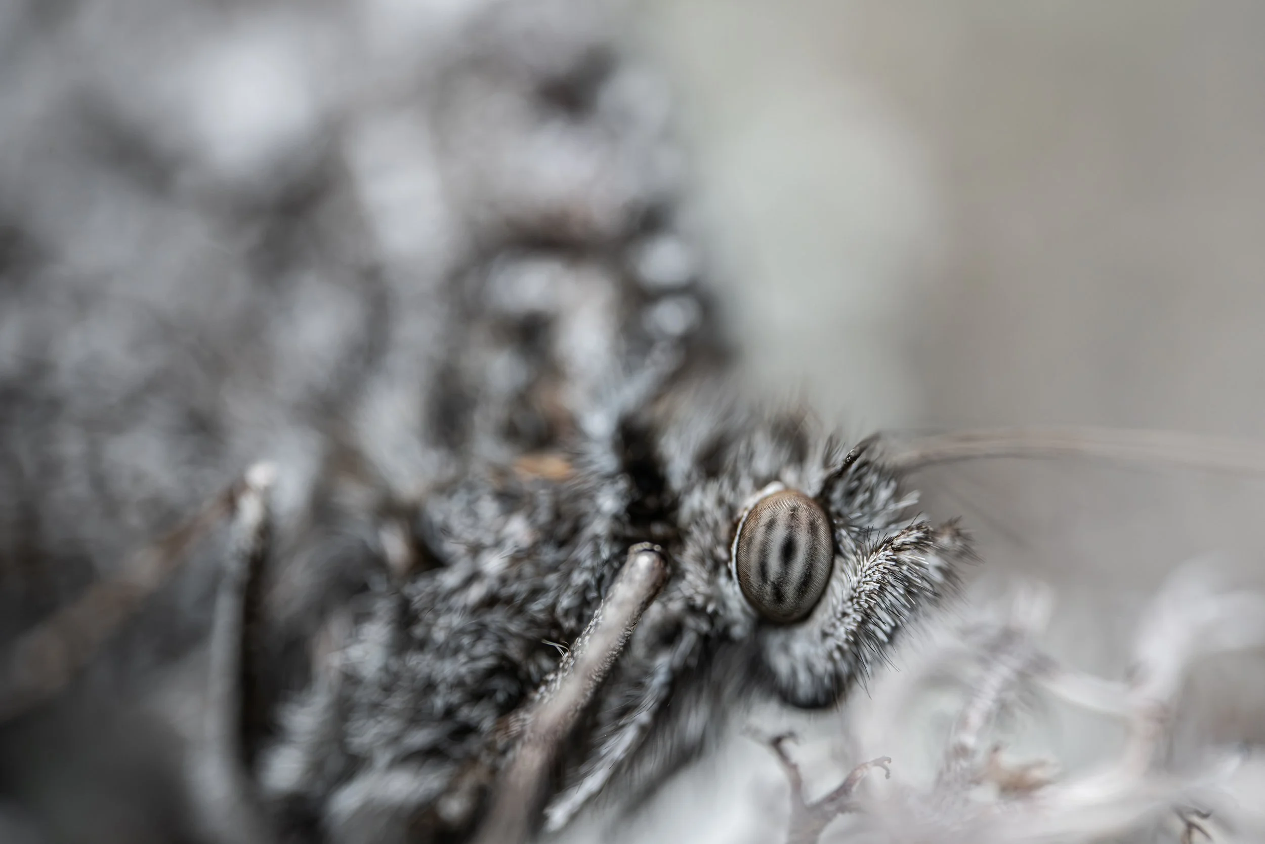 Grayling