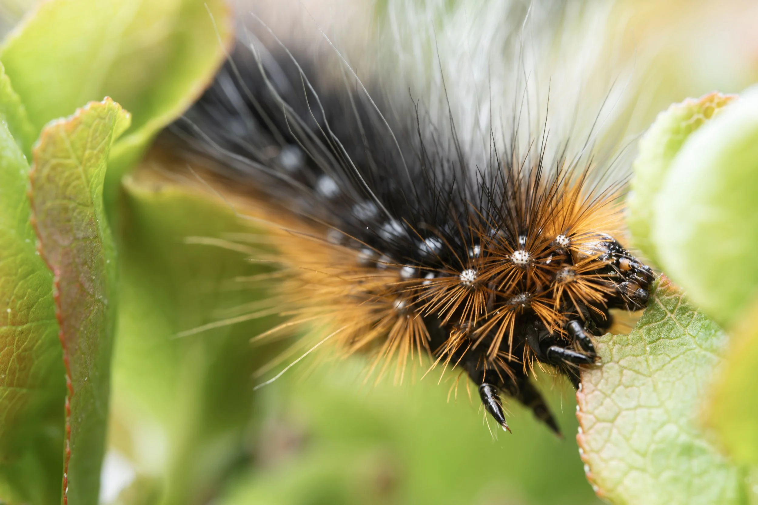 Garden Tiger Moth