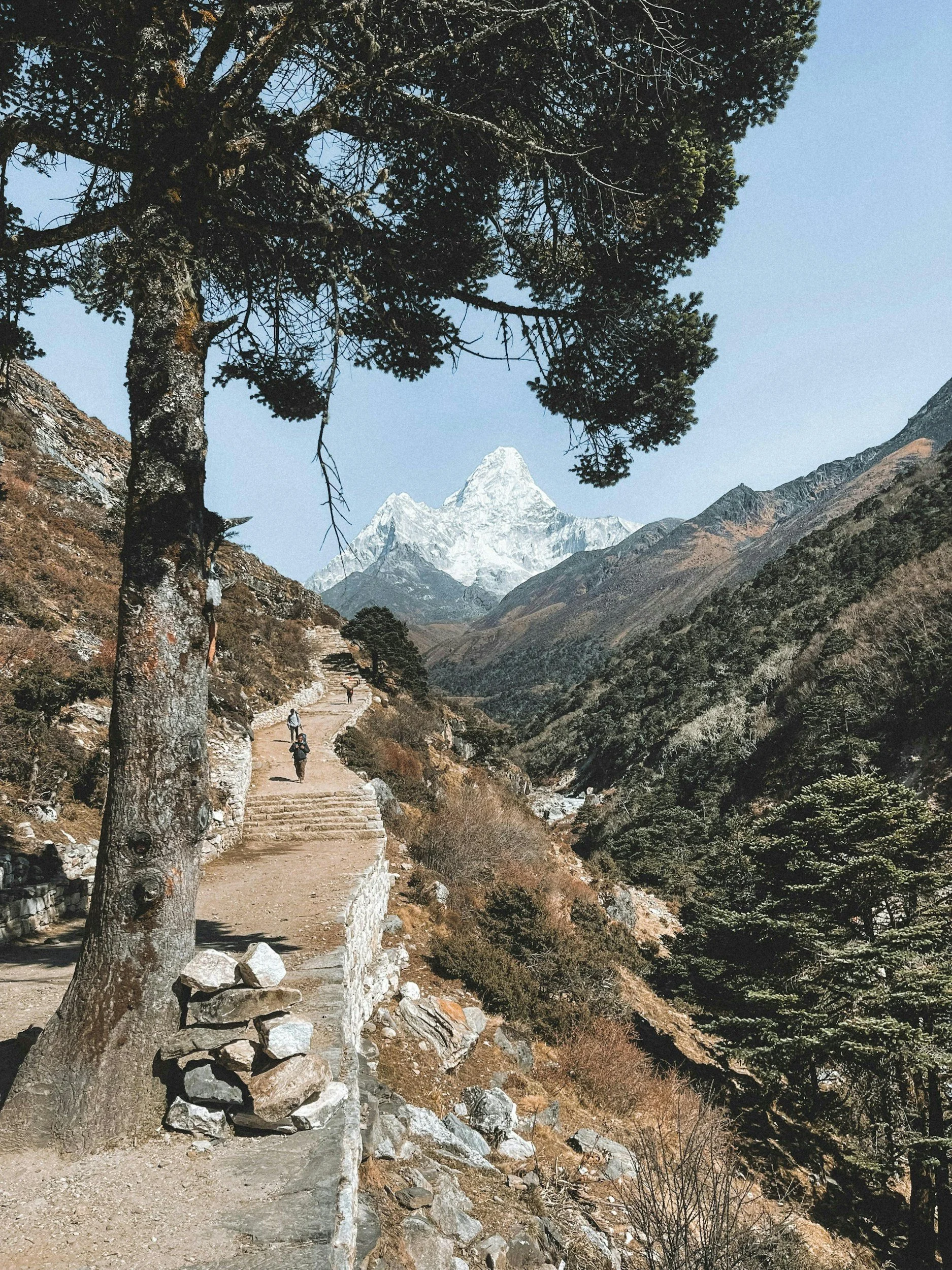 A trekker walking the trail near Pangboche with Mount Ama Dablam rising in the background.