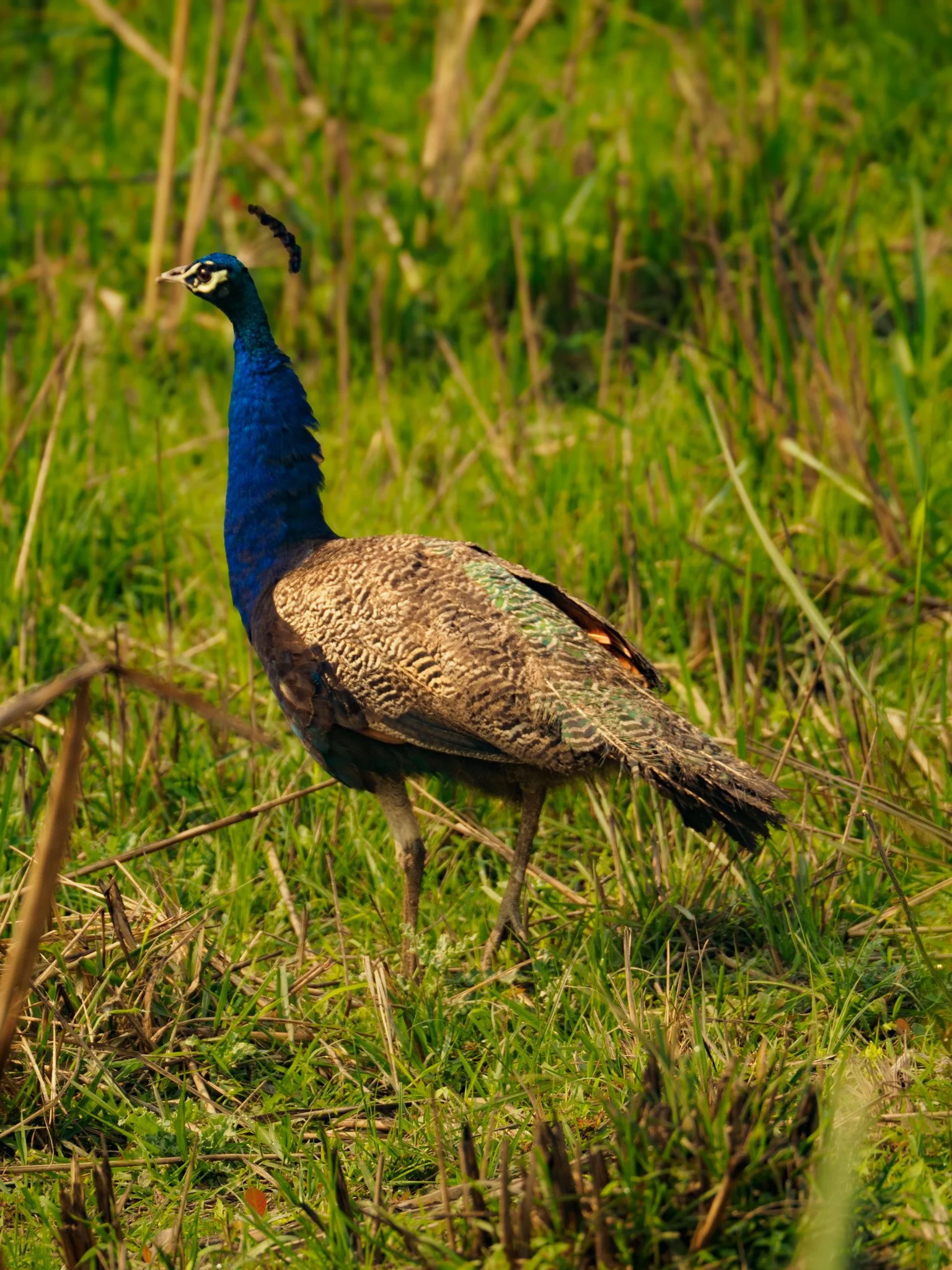 Nature and Wildlife in Chitwan, Nepal