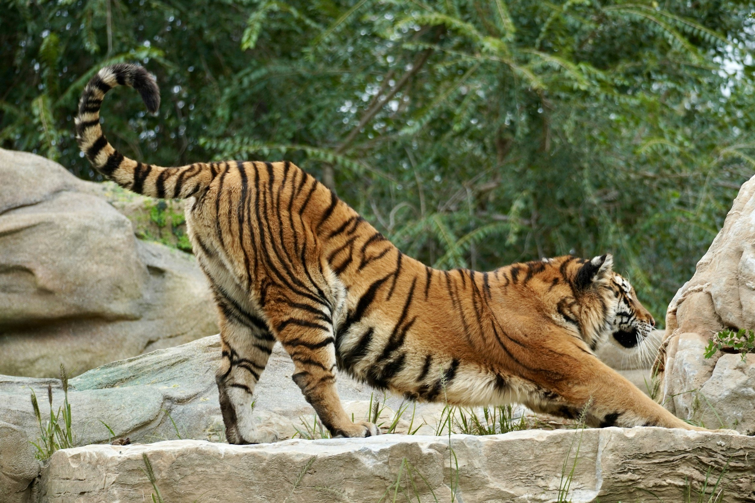 Bengal tiger stretching its body in the wild in Chitwan National Park, Nepal