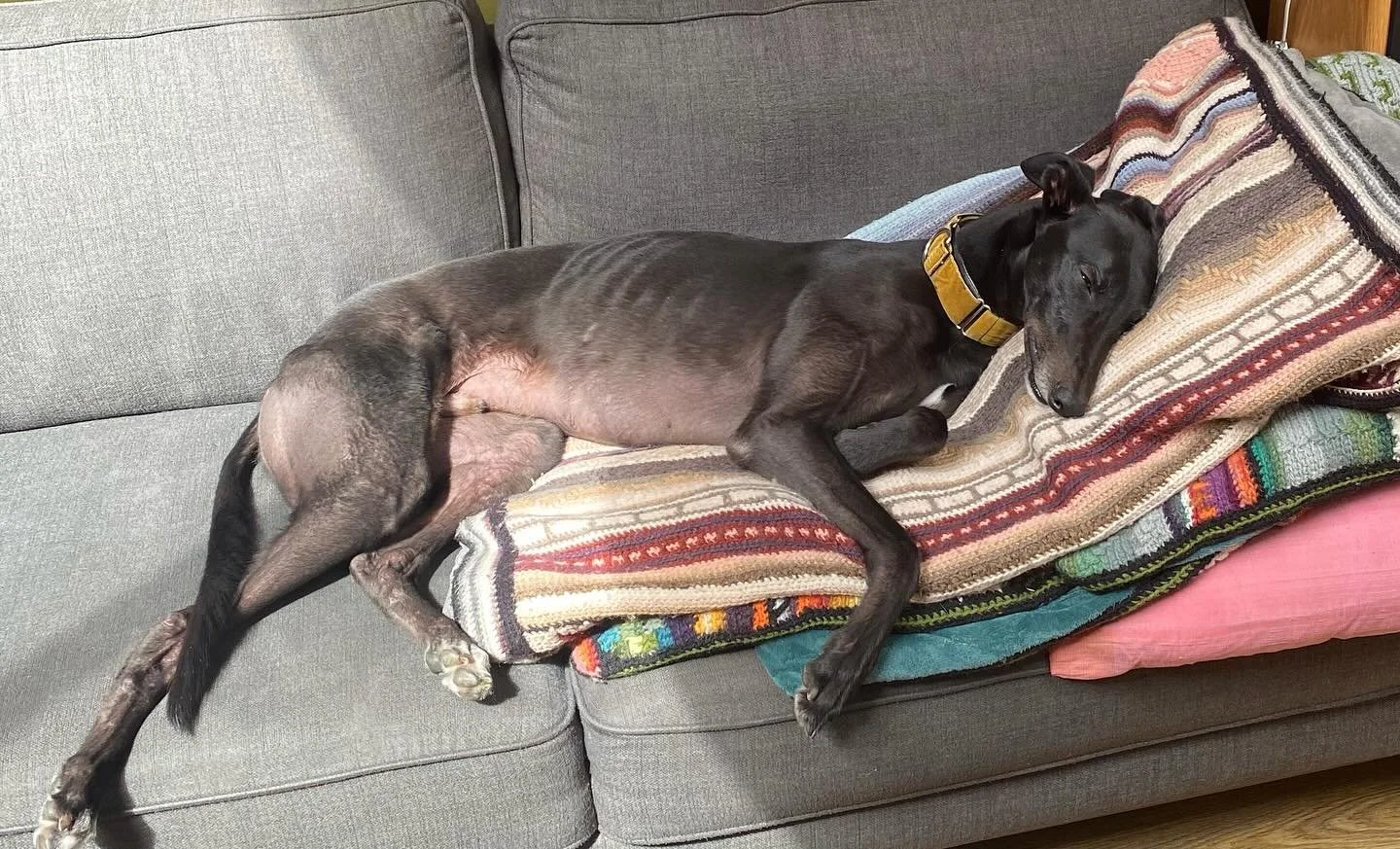 &hellip;after a hard day supporting the artist wandering about, thinking, sketching etc., one needs a well deserved nap!#greyhounds#napping#sketchingeveryday #northumberland #berwickupontweed#thegoodlife