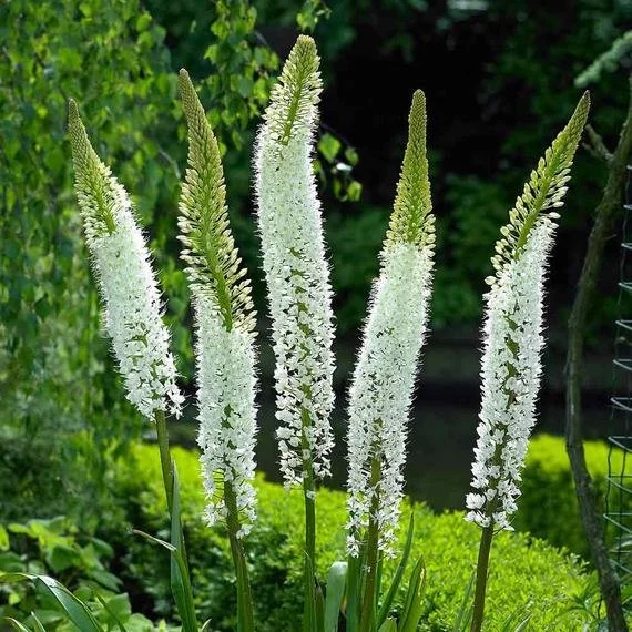 White flowering plants with tall, cylindrical flower spikes growing in a garden.