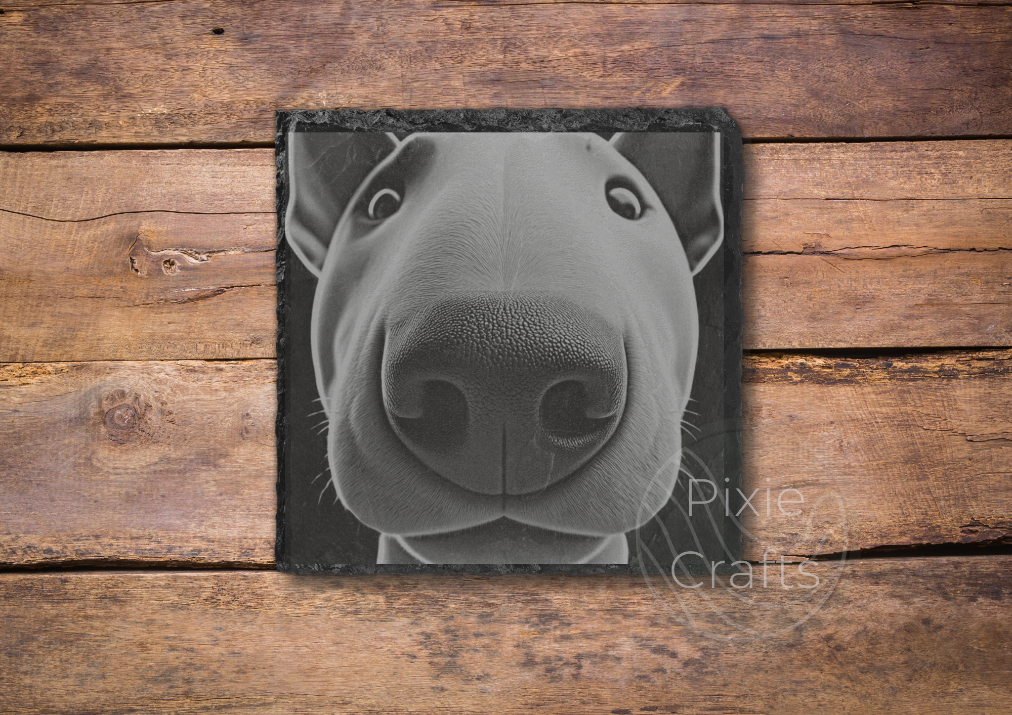 BULL TERRIER.png