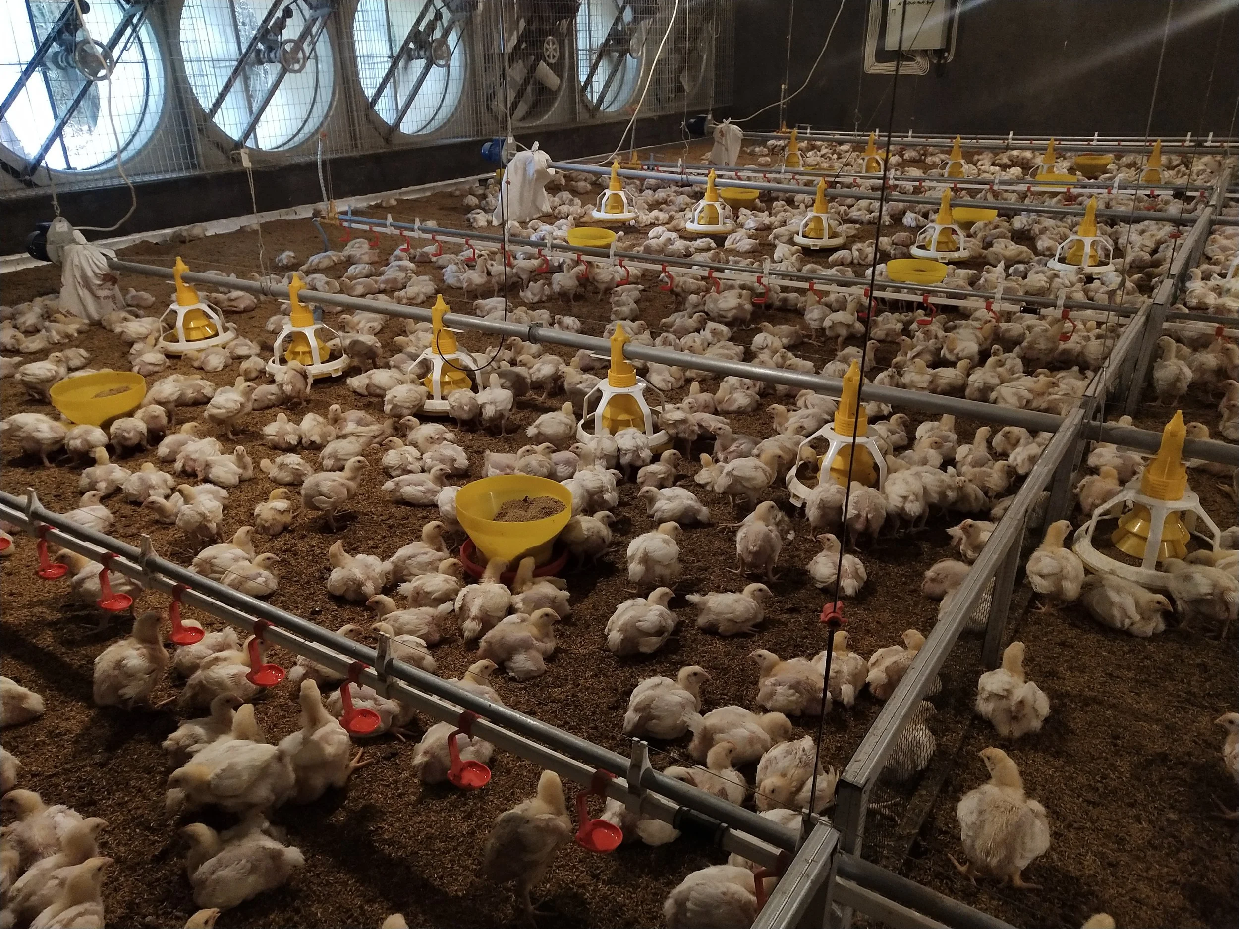 Videos — Sumber Agro Semesta