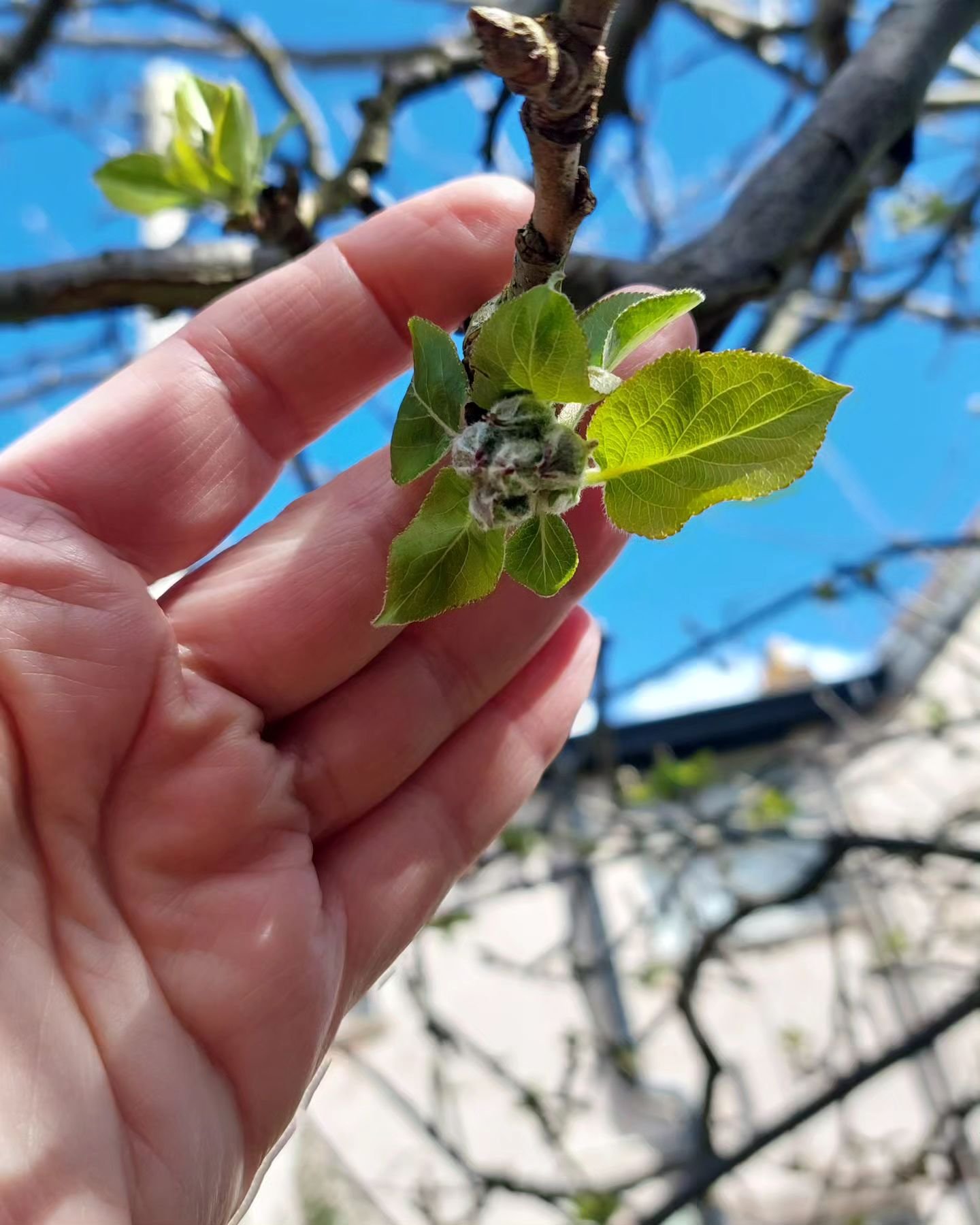 It's May and the blossom has bloomed. It's a gorgeous time of year but we're not all in the same mental space of plenty and confidence.

For those who are feeling less than vibrant, I'm launching a fifteen day ode to May to help you invite trust, ple