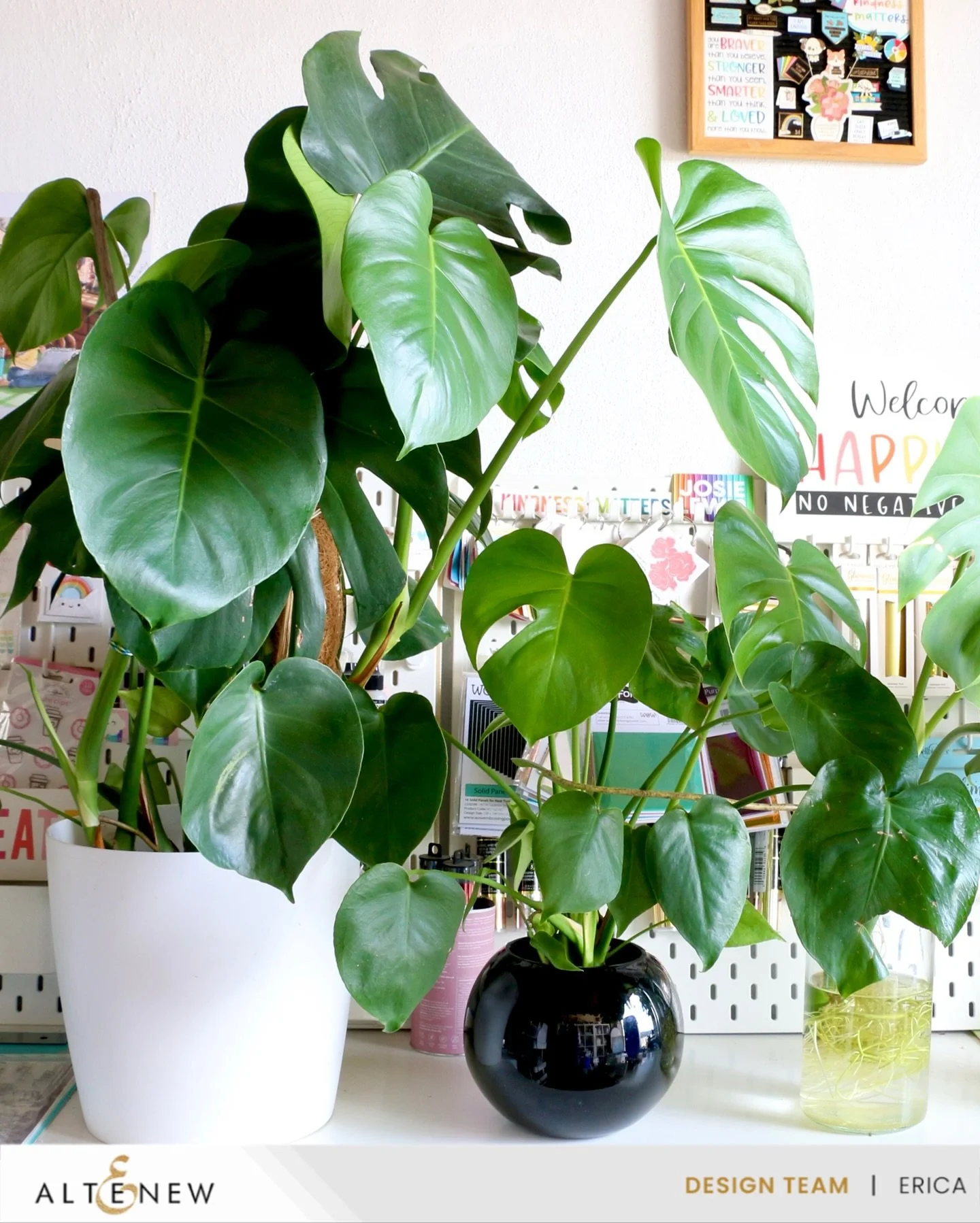 You might be wondering what in the evergreen monstera is happening, but I promise there is a reason why I have a photo of Mona Monstera with my @altenewllc watermark. I&rsquo;ve not completely lost the plot, at least not yet! In my blog post and YouT