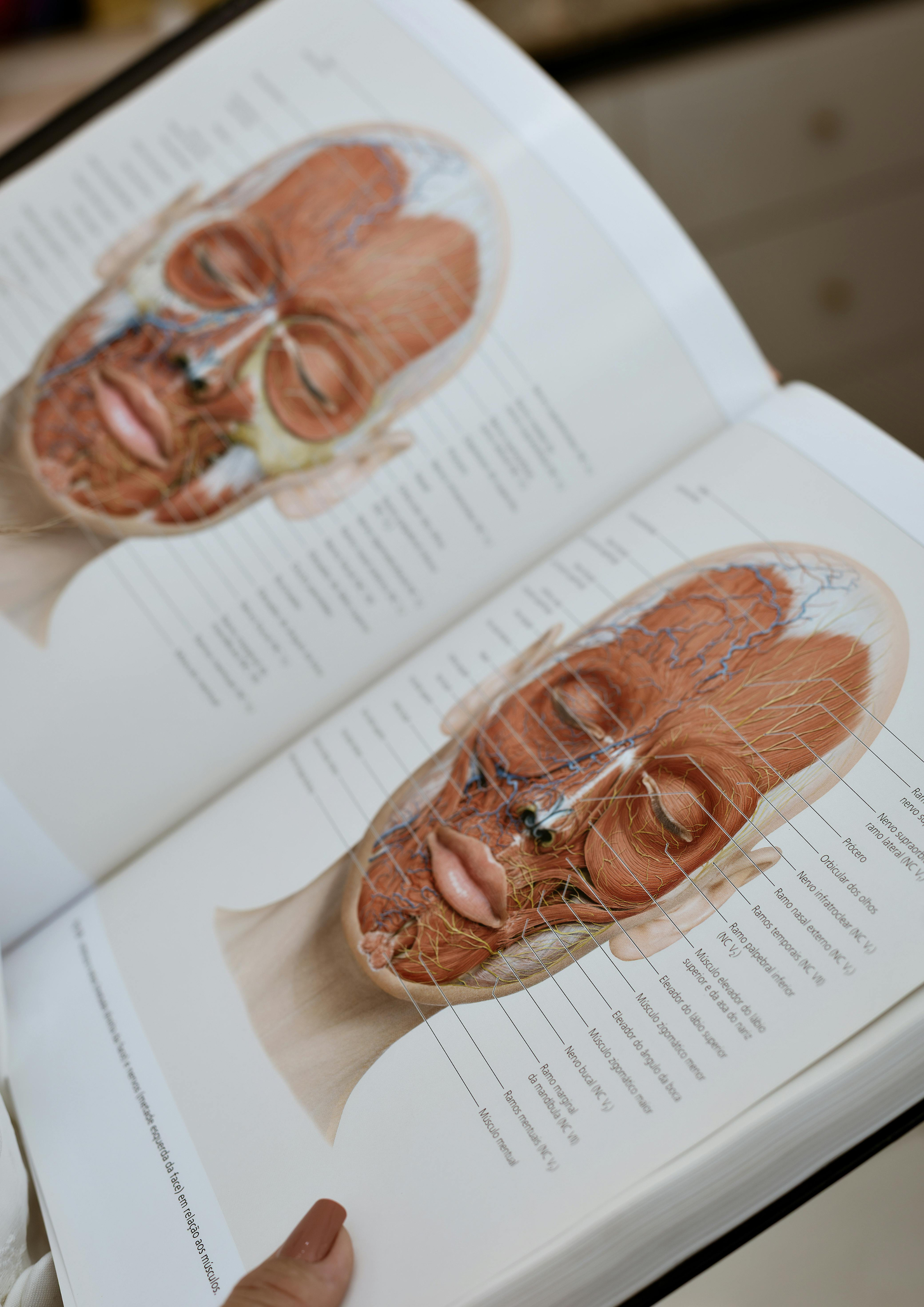 CHAPTER SEVENTY-EIGHT: Behind the Beauty — How Facial Anatomy Shapes Your Look