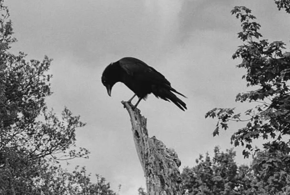 The Caw Presents: The Space Between us