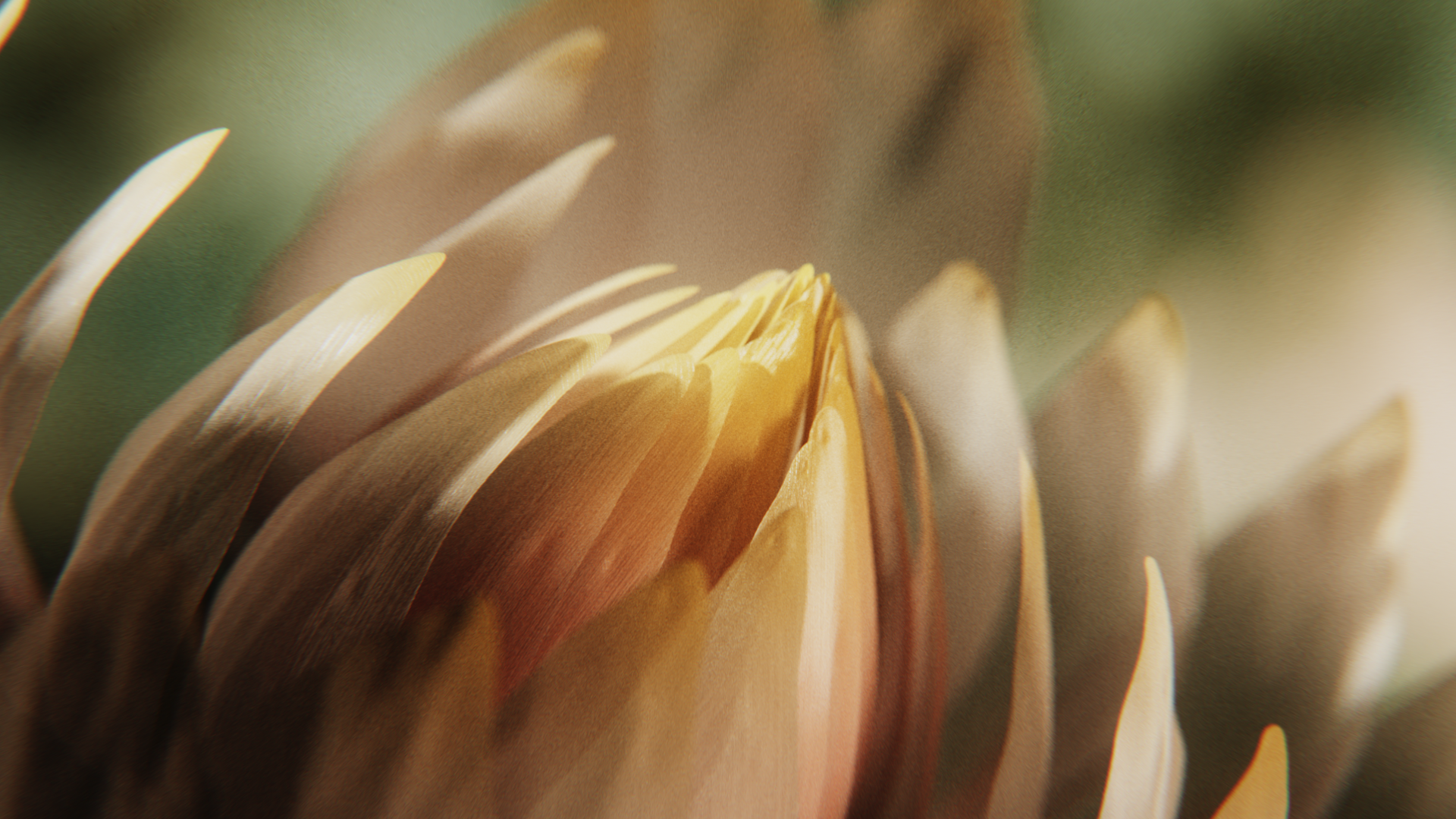 Soft golden petals opening, Prose scalp serum CGI launch film by DissEmbargo