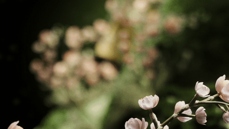 Prose serum bottle among white blossom, Prose scalp serum CGI launch film by DissEmbargo